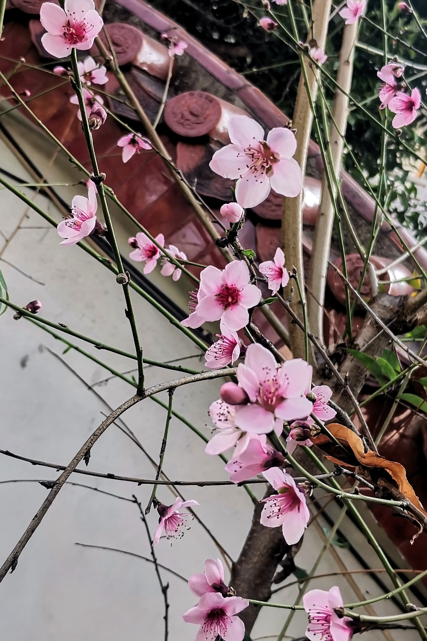 999673一枝桃花出墙来739699