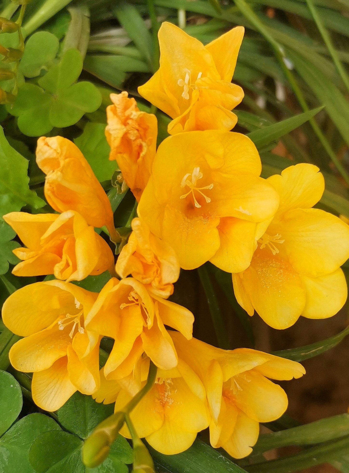 别名:小苍兰,小菖兰,剪刀兰,素香兰,香鸢尾.花期:4-5月.科属:莺尾科.