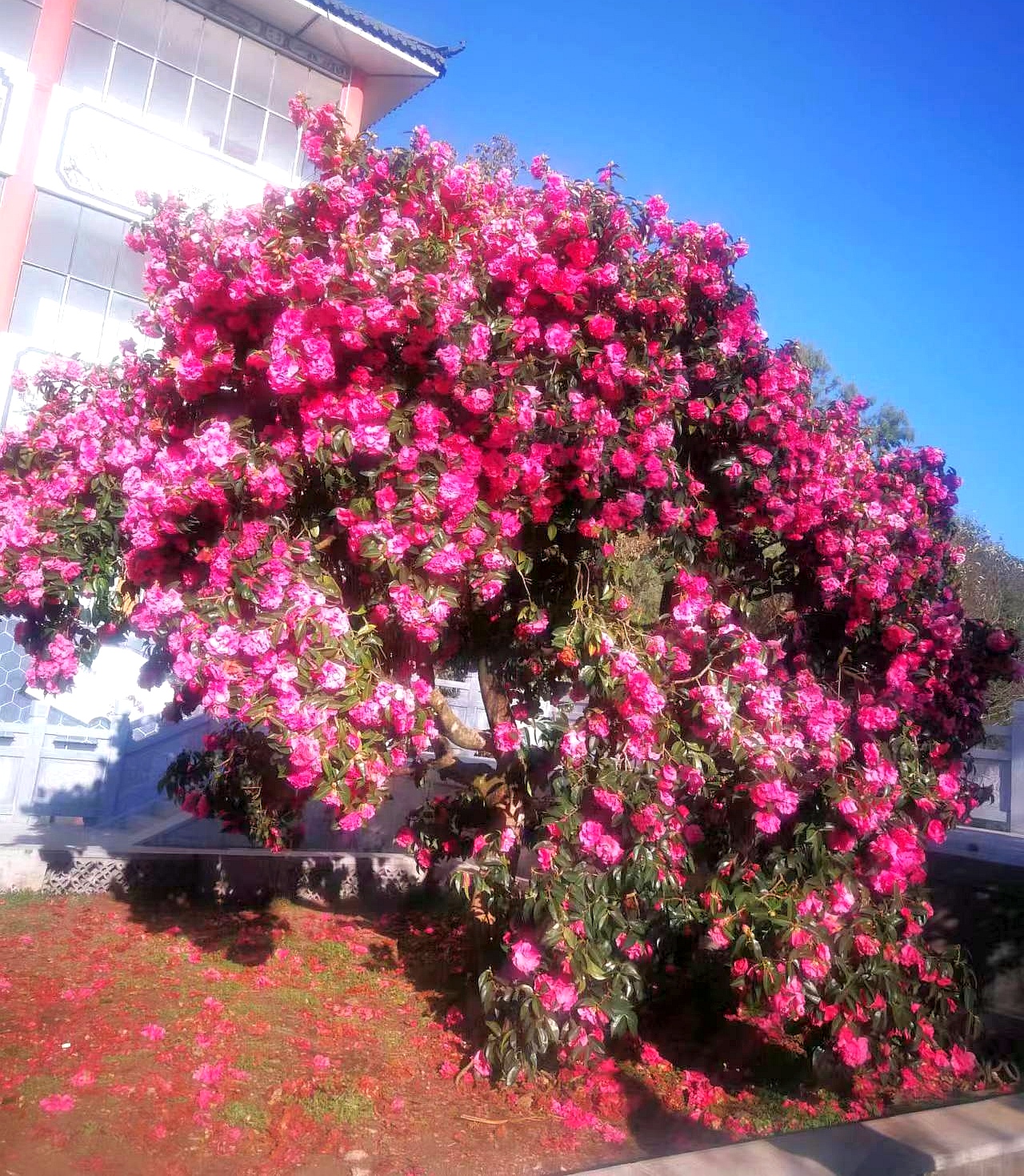 茶花🌝的"祖奶奶"世上独一无二🌝植根