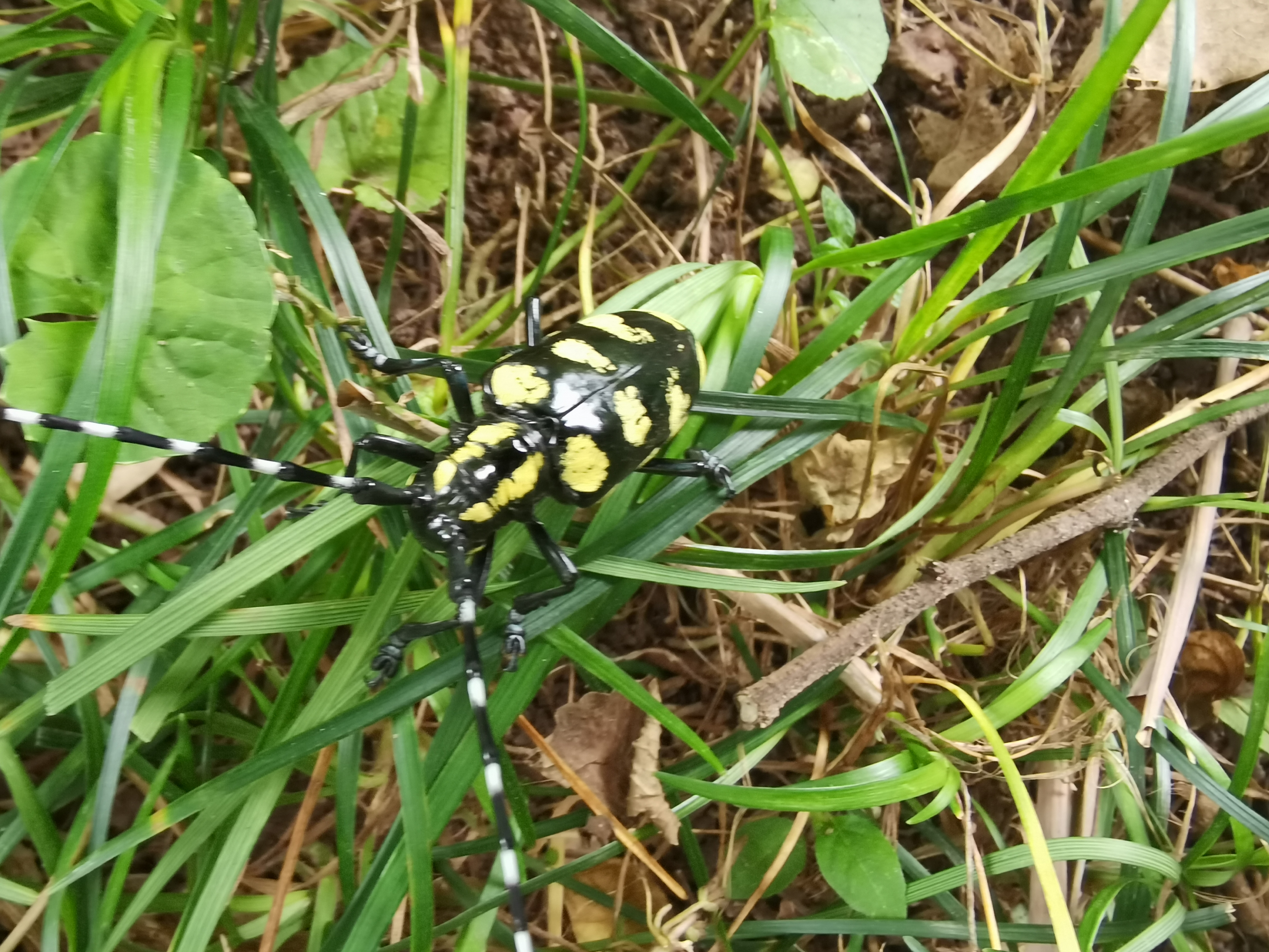 偶遇黄色斑点大天牛,这种颜色的是不是比较少见?
