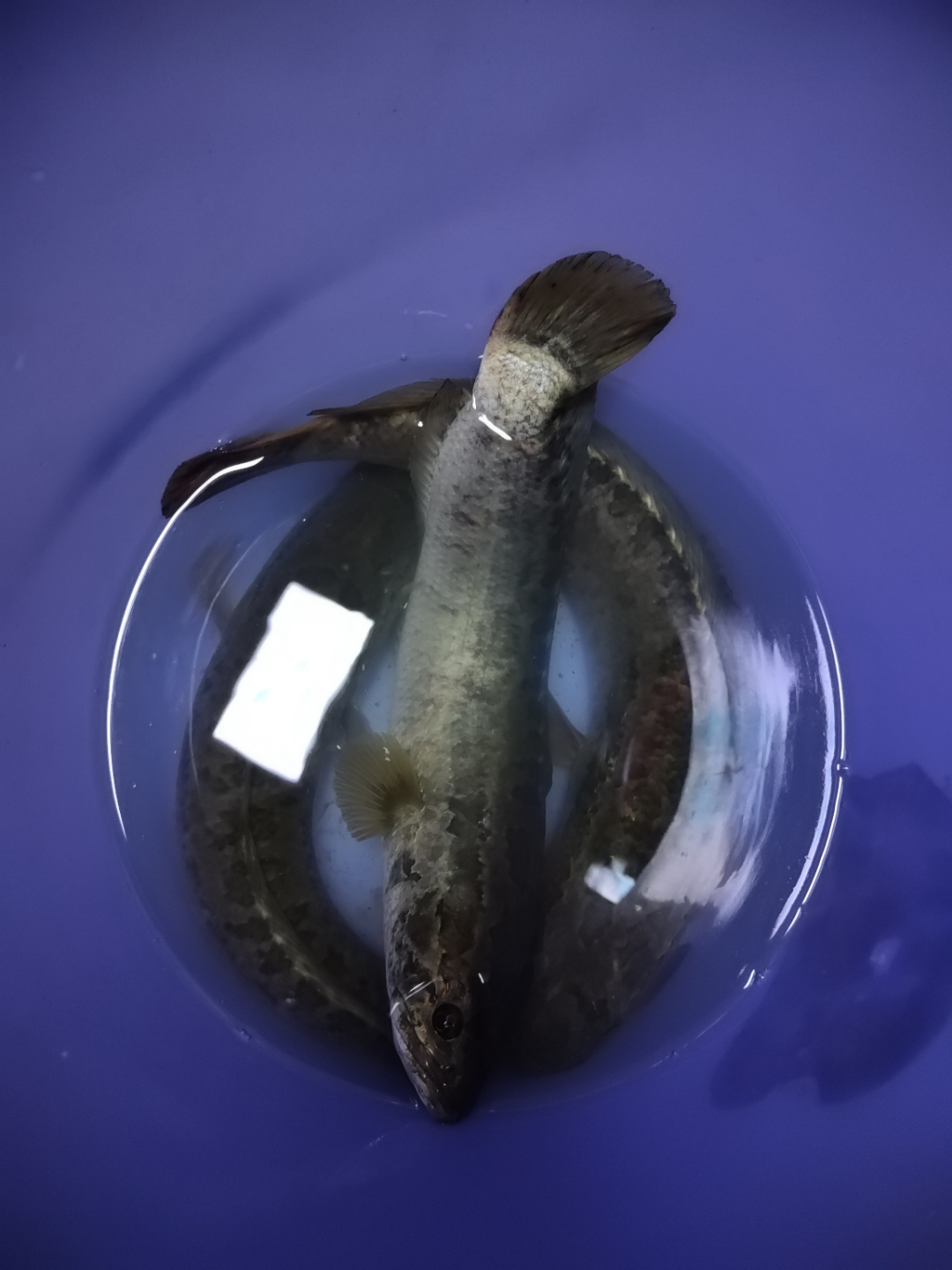 这个是野生花鱼,劲非常大,非常生猛.身子比较瘦,鱼鳍很长