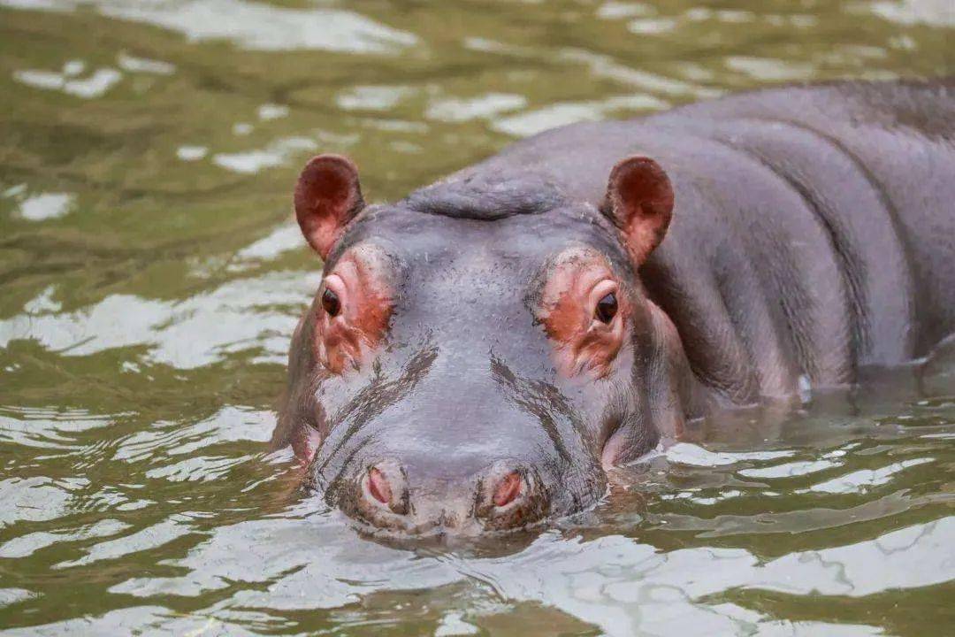 河马是非洲水域的"巨无霸".   河马体型庞大,体重可达数吨.