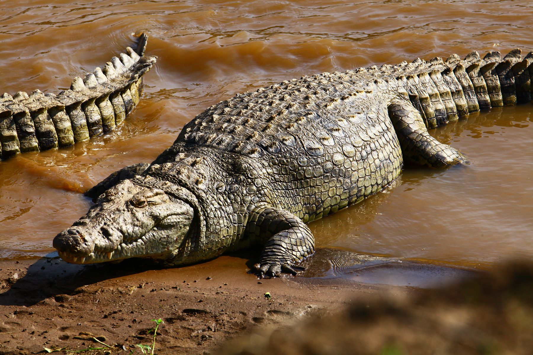 在神秘的非洲水域,栖息着一种令人敬畏的生物——非洲鳄鱼老六.
