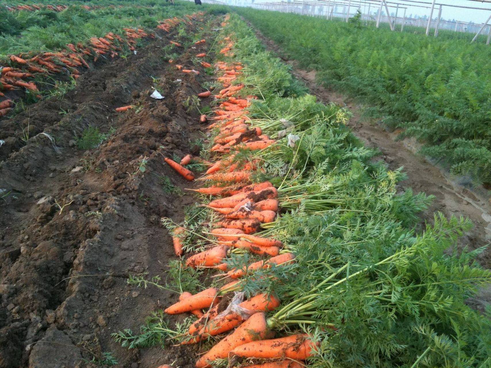 肉質根開裂主要與土壤水分供應不勻有關.