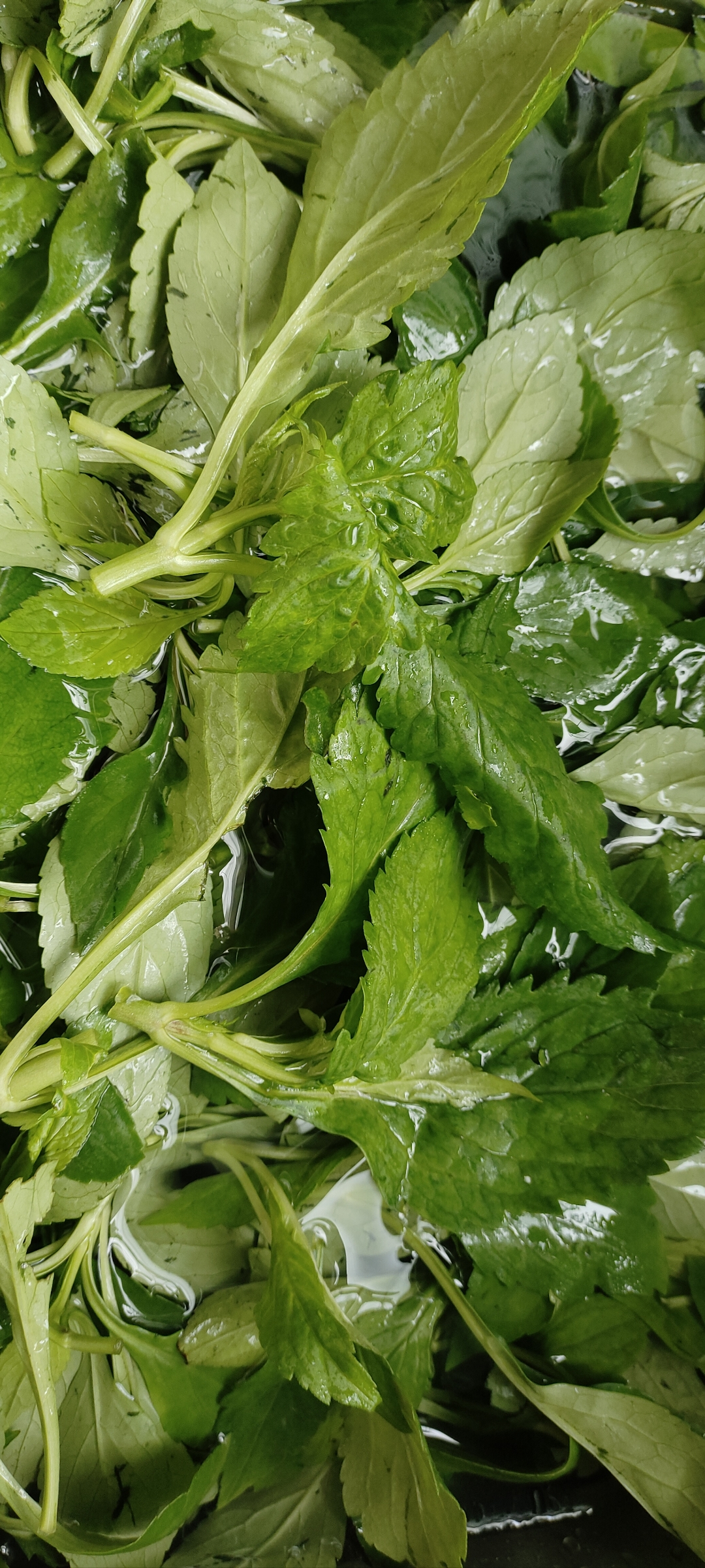 苦菜能不能炒来吃,想试试看炒一盘看看味道咋样