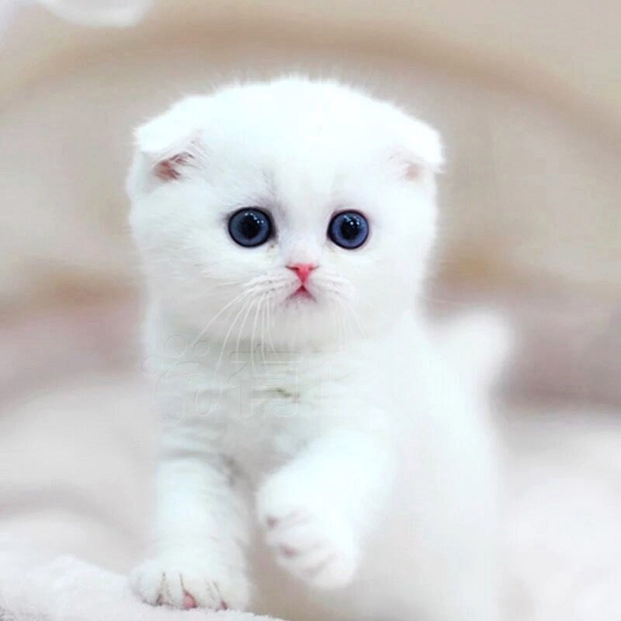 头像 今天我发现了萌萌小猫咪头像,我的头像就是这个