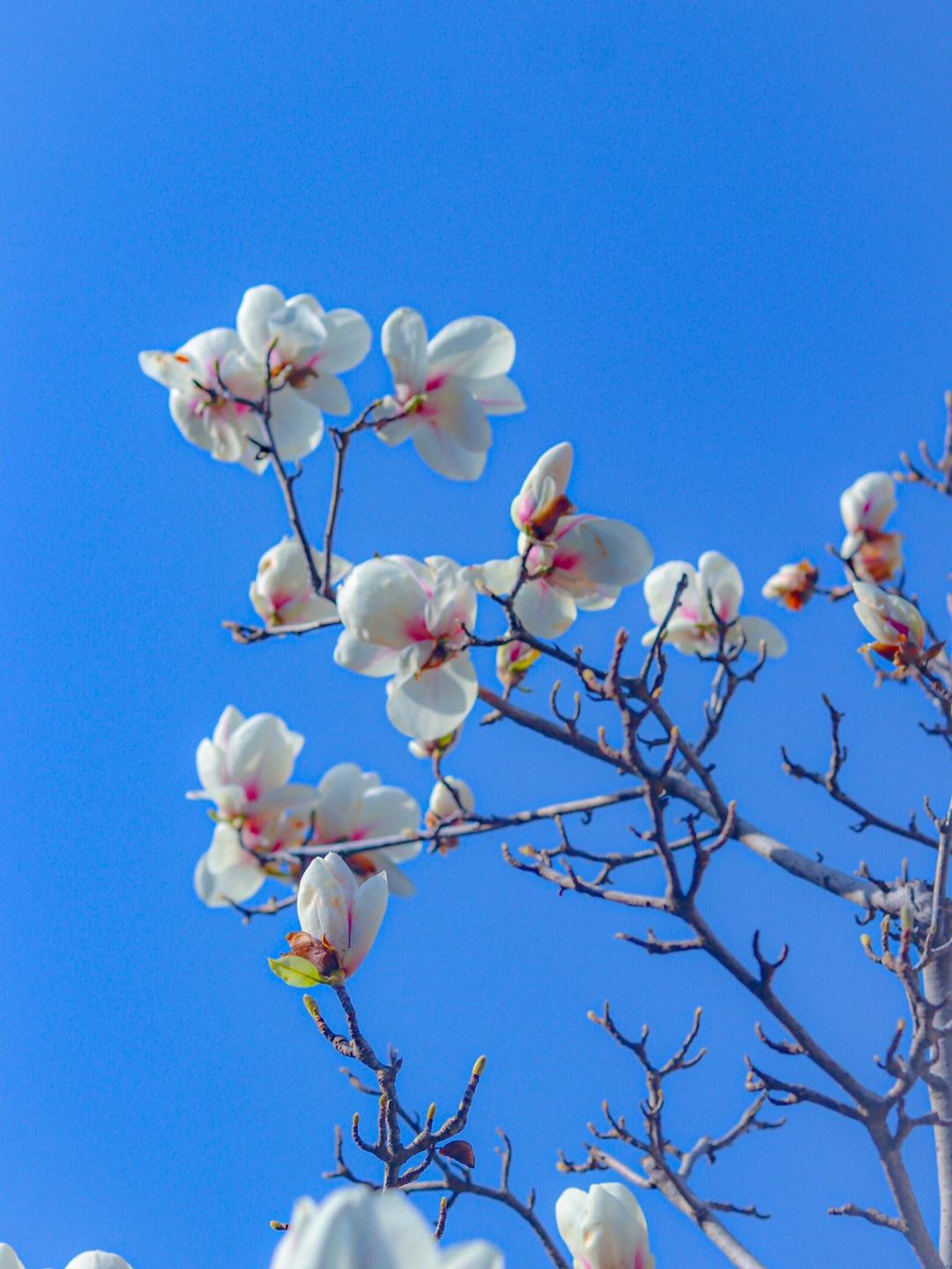 "至此鲜花赠自己,纵马踏花享自由" 【感悟】 风是自由的,希望你也是!