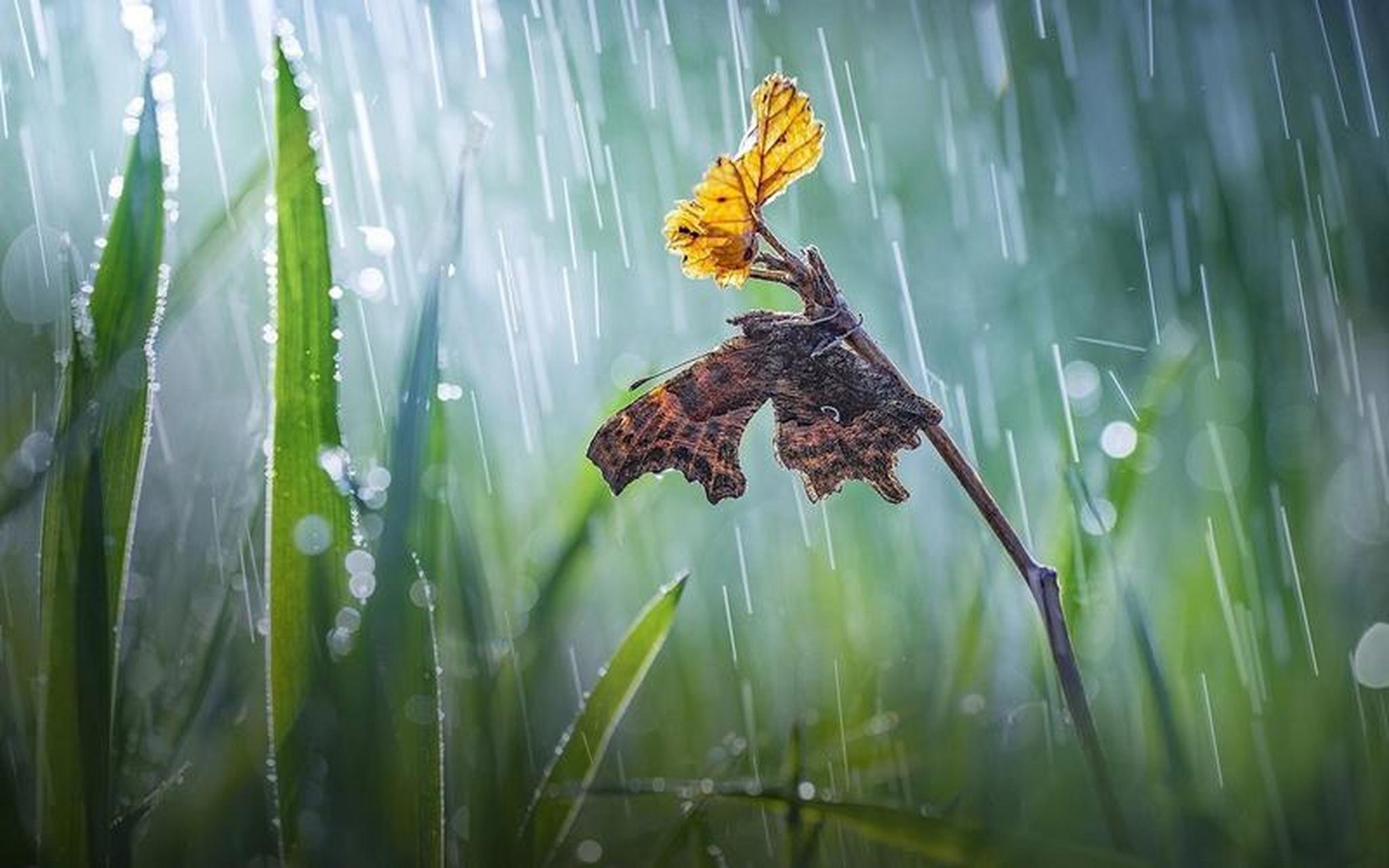 时间煮雨 壁纸图片