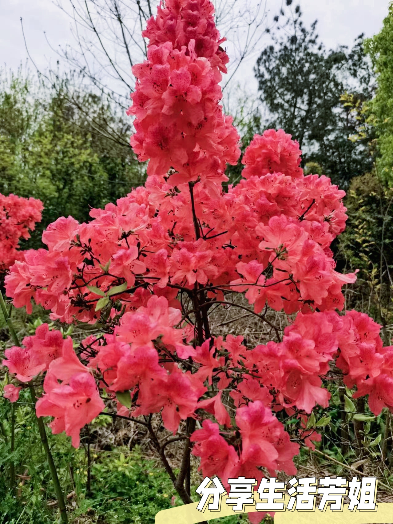 春日盛放,杜鹃花与你的浪漫邂逅 ,最近很喜欢回村,清明节3天假期我们