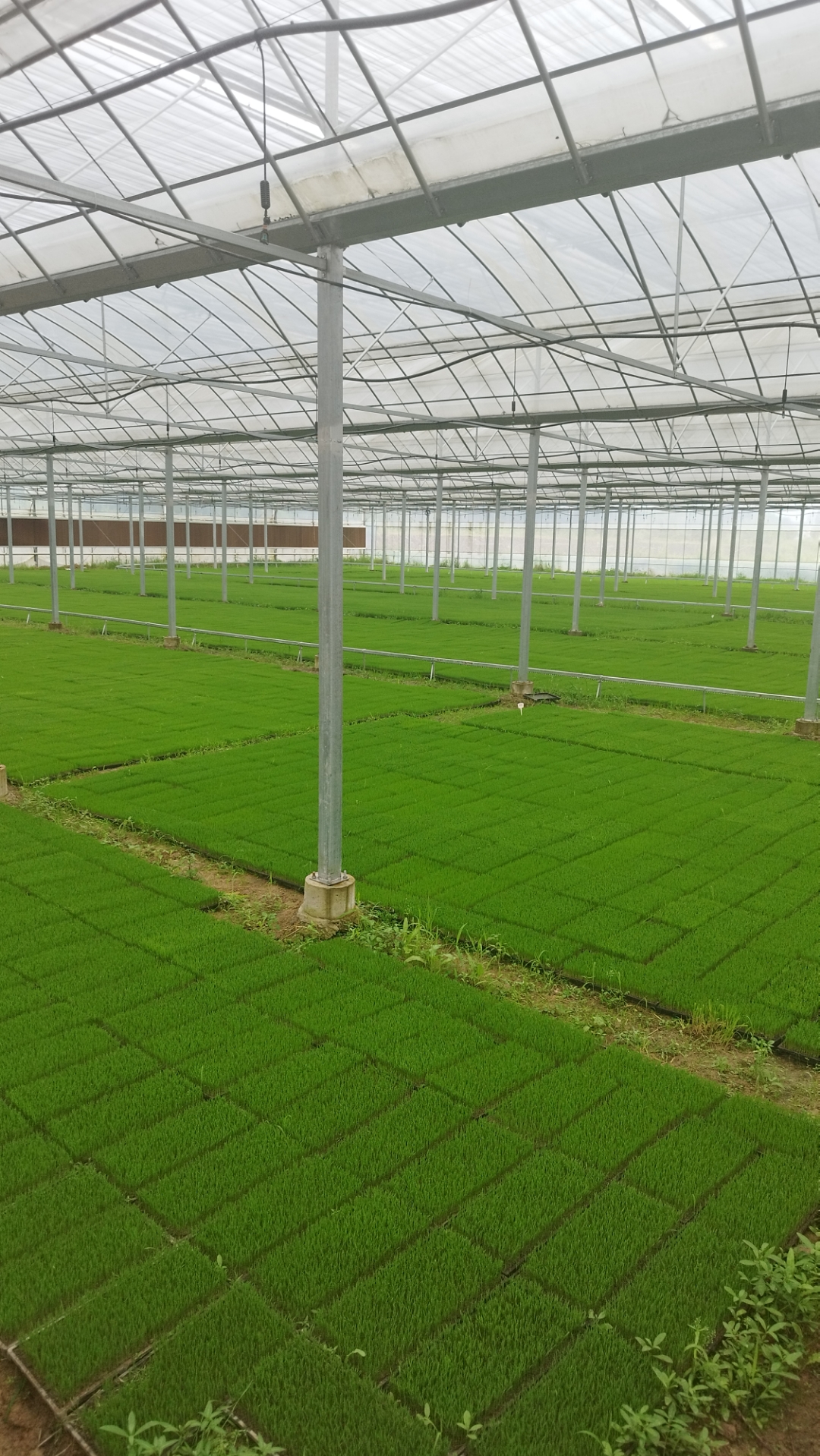 看看大棚里面的旱作育秧技术,真是要感慨这些年水稻大棚