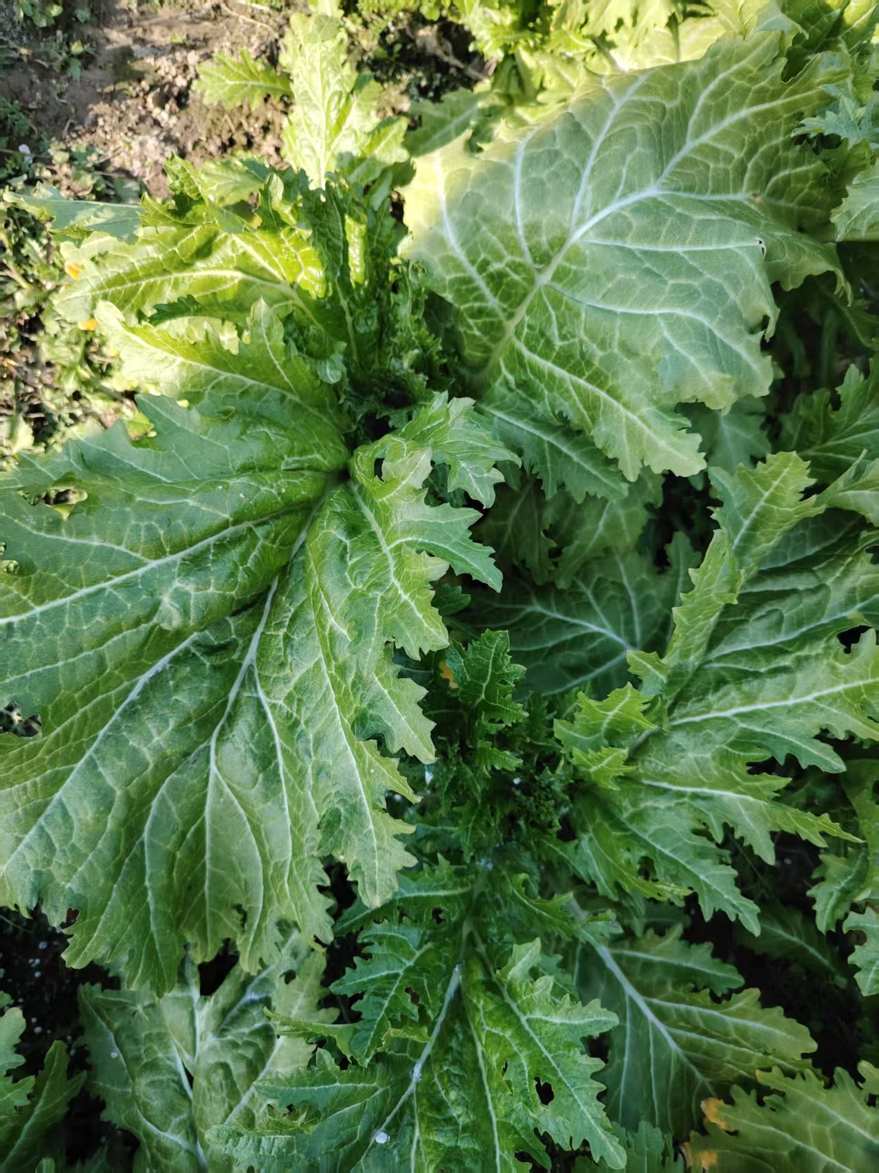 今天继续请大家来猜猜菜名.大家觉得这是啥菜呢?