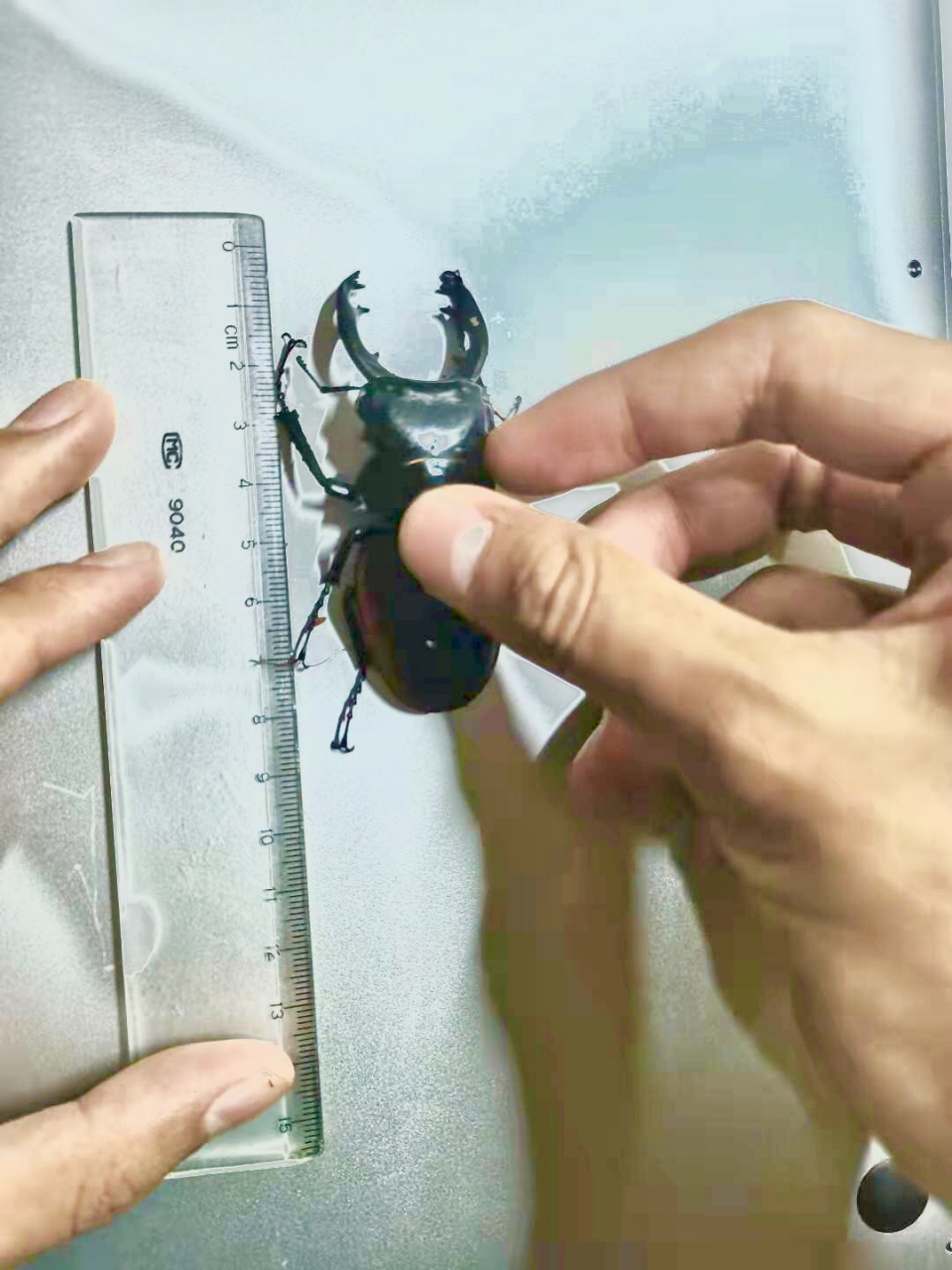 红边鬼艳锹甲83mm超大个体,更大请放图 红边鬼艳锹甲83mm超大个体,有