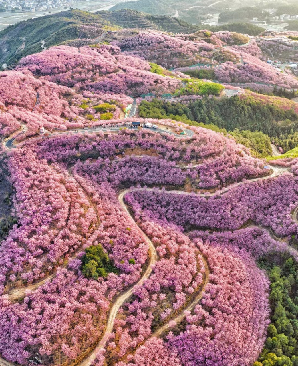949494 走进这片粉色的桃花林,仿佛置身于一个童话世界.