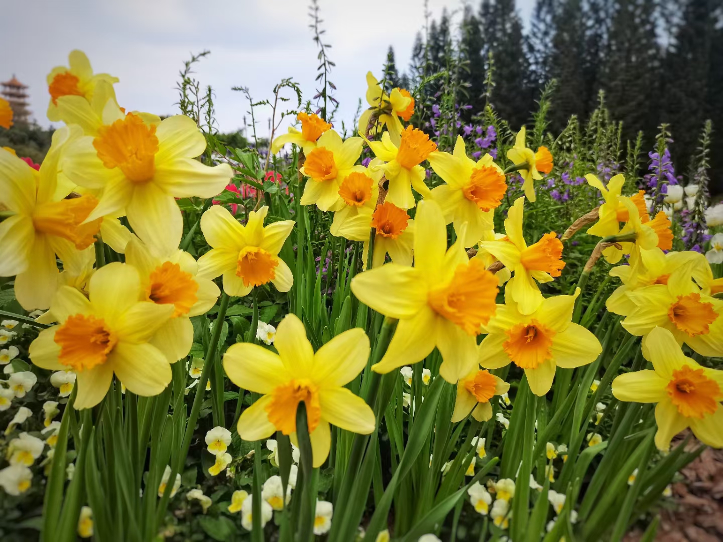 水仙花海  哇塞,这片水仙花海真是让人惊艳!