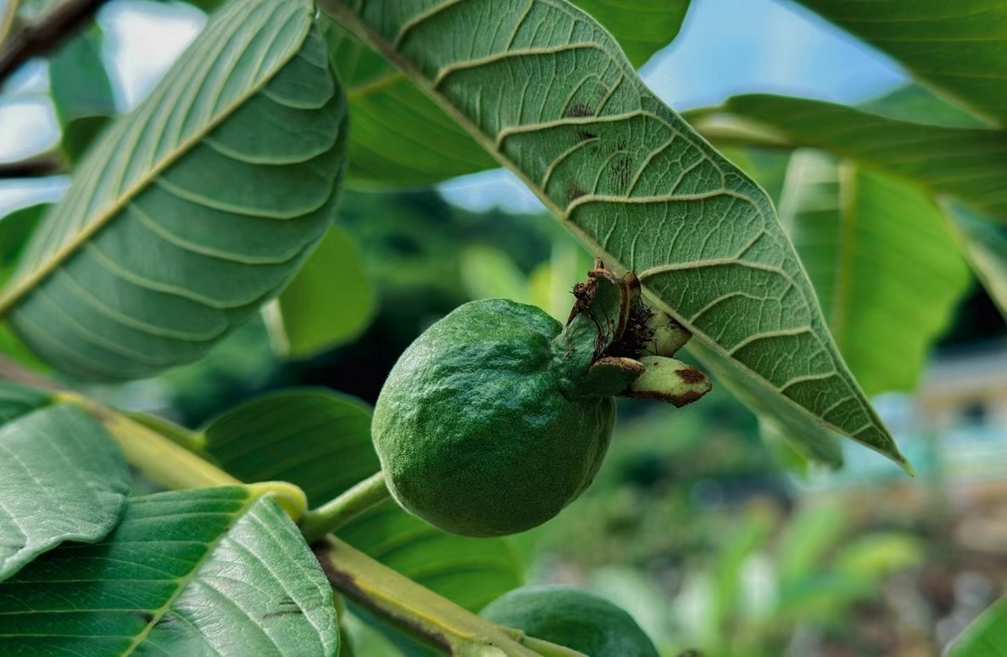 98果实的秘密世界98 78初见这些绿果,它们还带着稚嫩的色彩