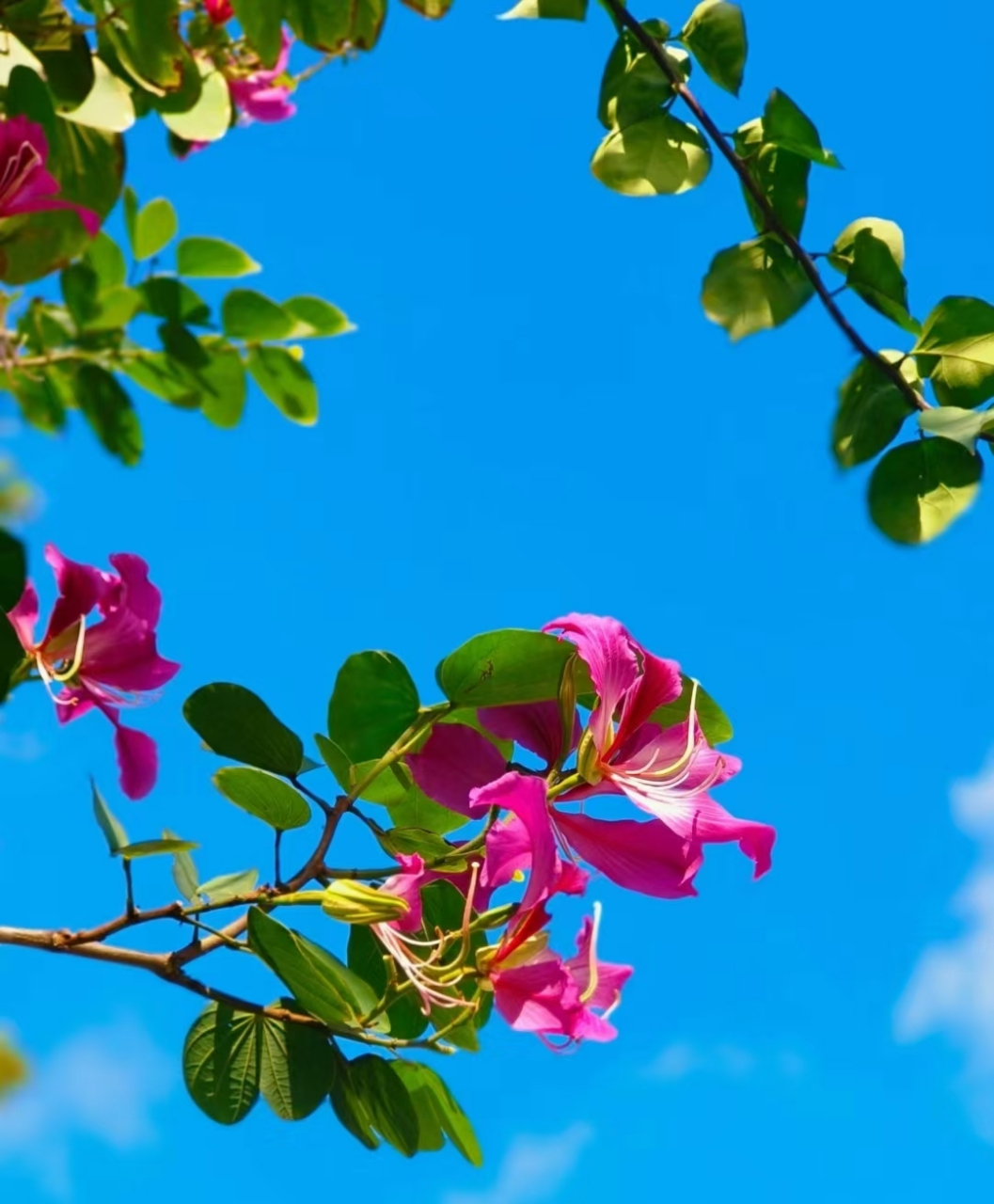 这片蓝天下的绿叶,就像是大自然的调色板,给人带来无比的舒适和宁静.