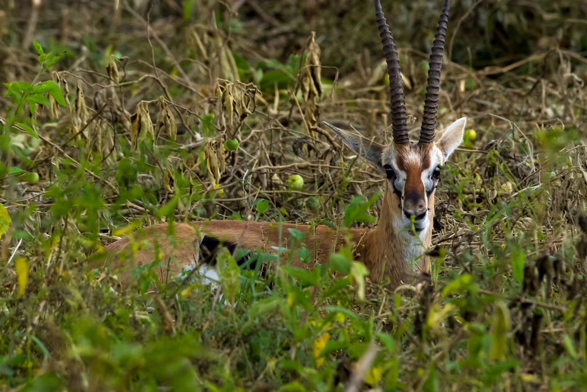 它,就是格兰特瞪羚.