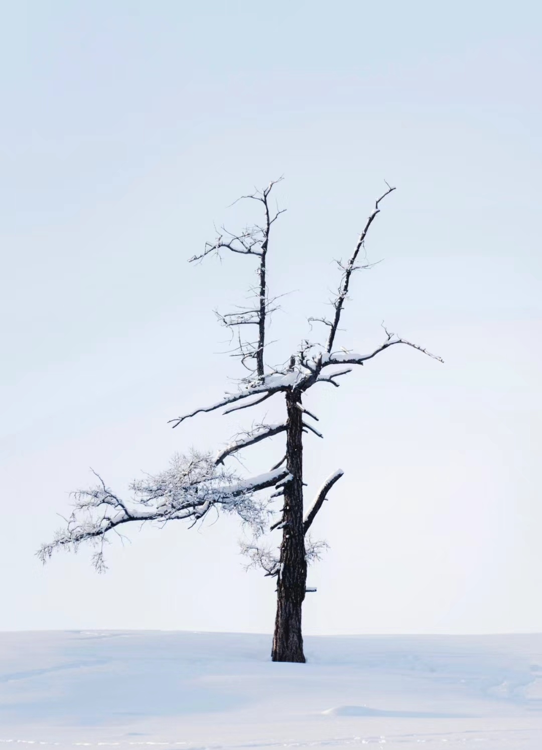 雪地里的树雪地树雪地里孤独的树孑然一身的图片一棵孤独的树春夏秋冬