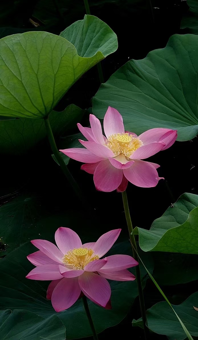 盛夏里荷开满塘,风乍起,满池飘香