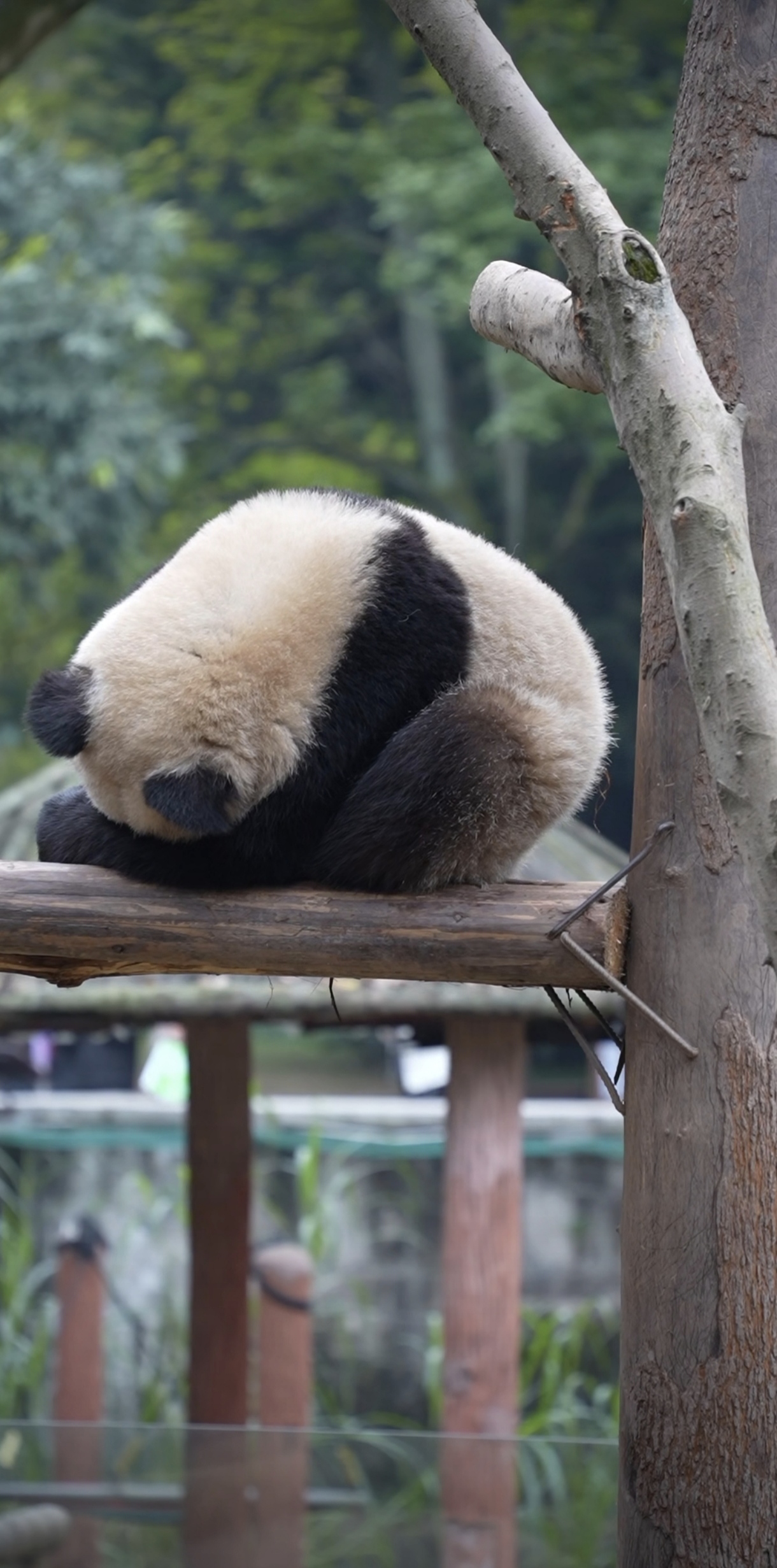 熊猫睡觉的照片图片