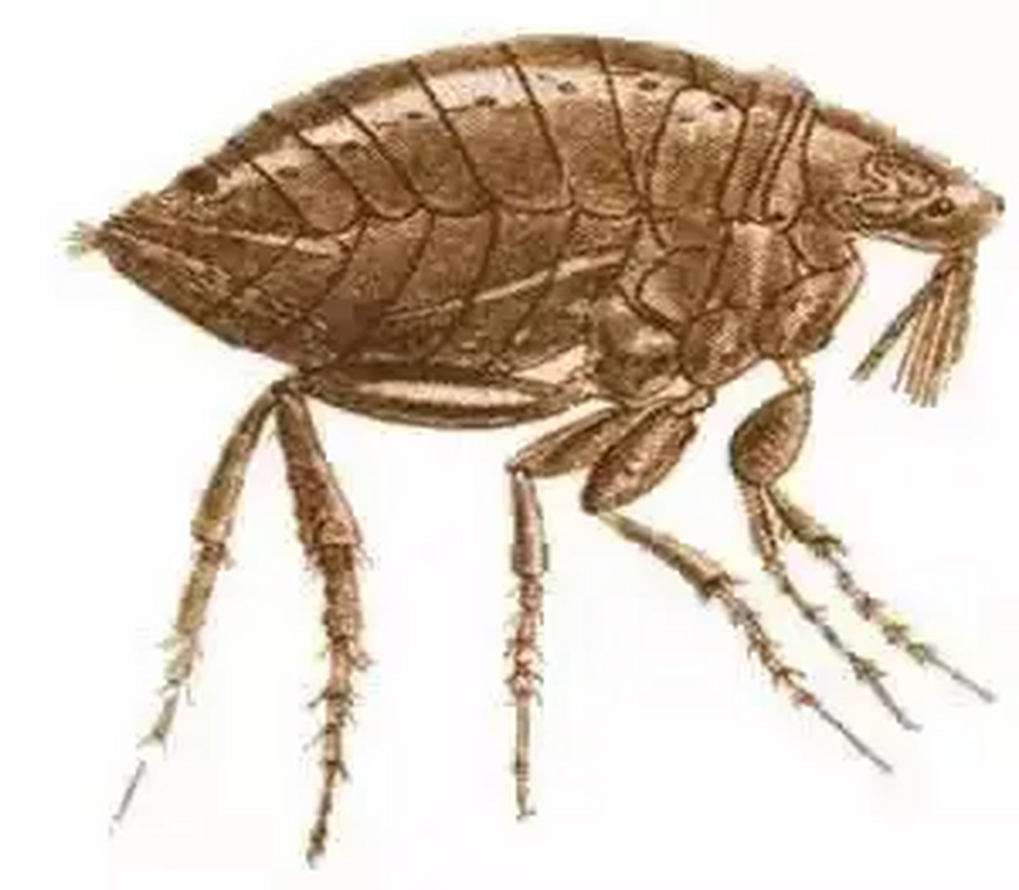 非洲沙蚤和沙蚤病 (由于图片引起不适,请谨慎观看!