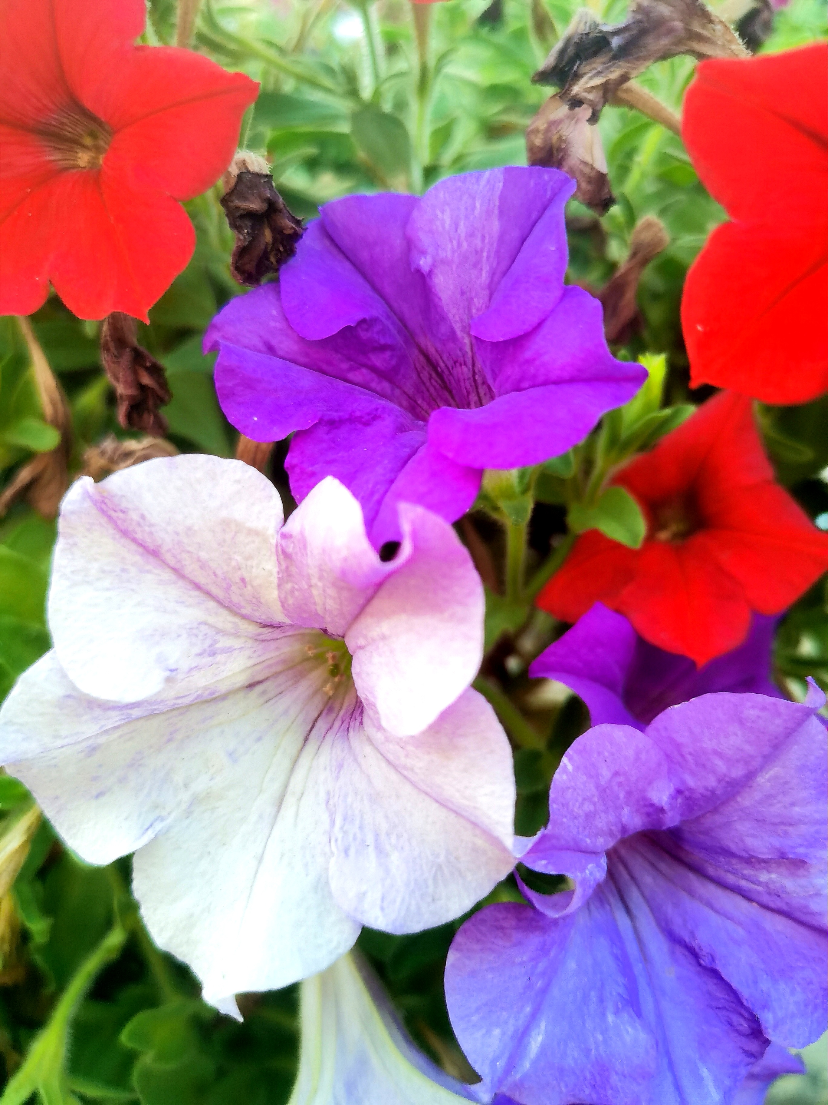 这牵牛花的颜色之多真是让我大开眼界,在这之前我就见过紫色和紫红