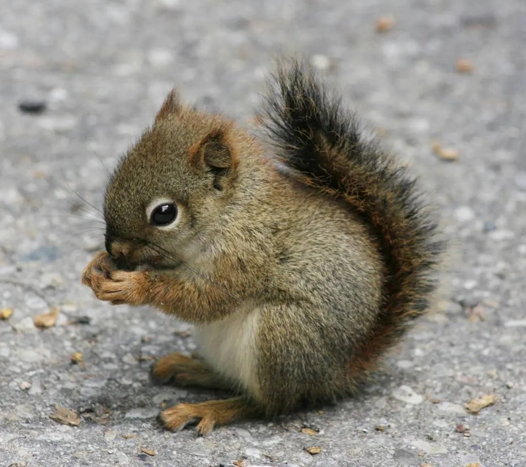 🐿️超级可爱的松鼠宝宝来啦!