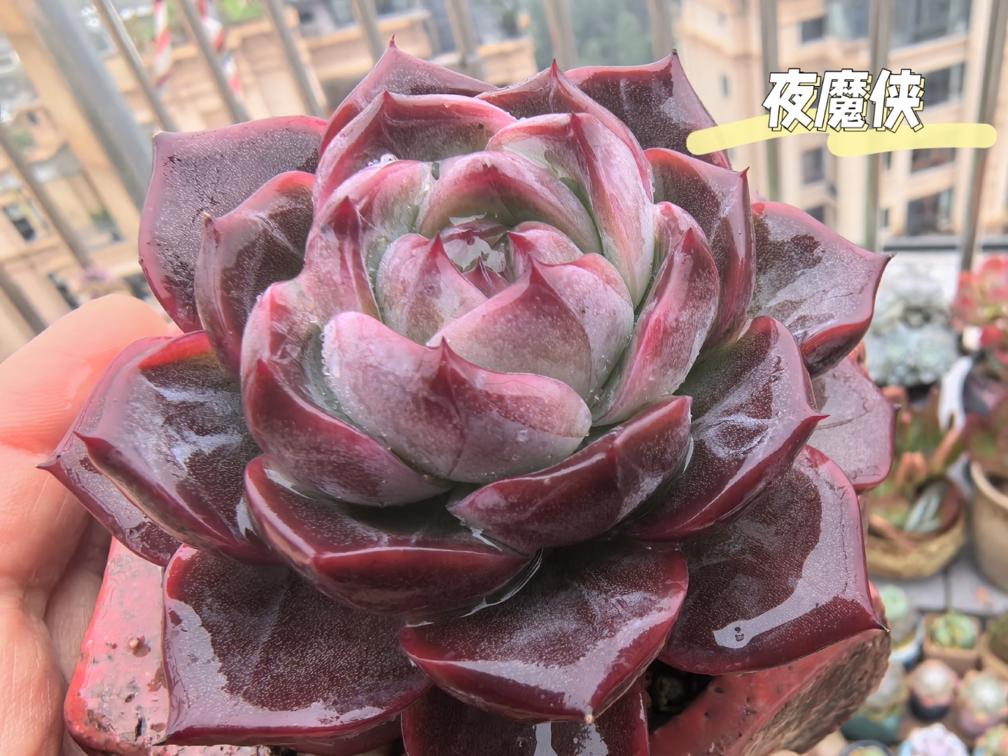 明显,只是天公不作美,才晴两天又开始下雨,这样的天气很影响多肉上色