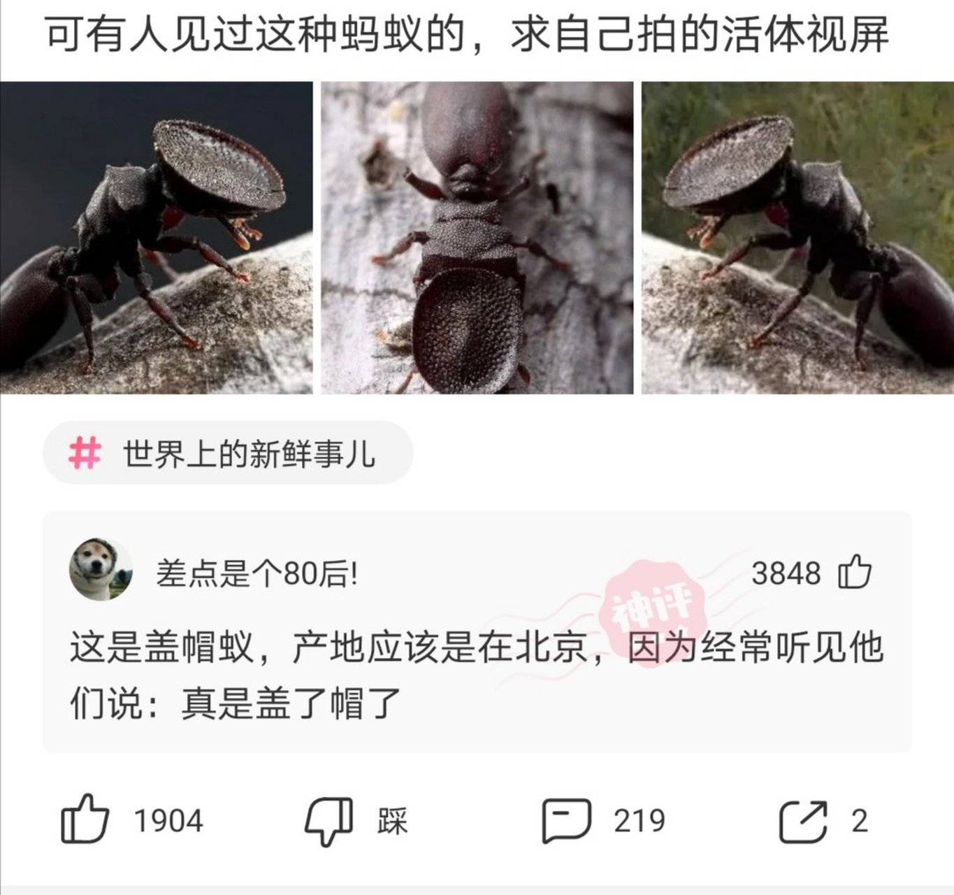 我想知道这个盖帽蚁是个什么鬼东西d(д)#搞笑