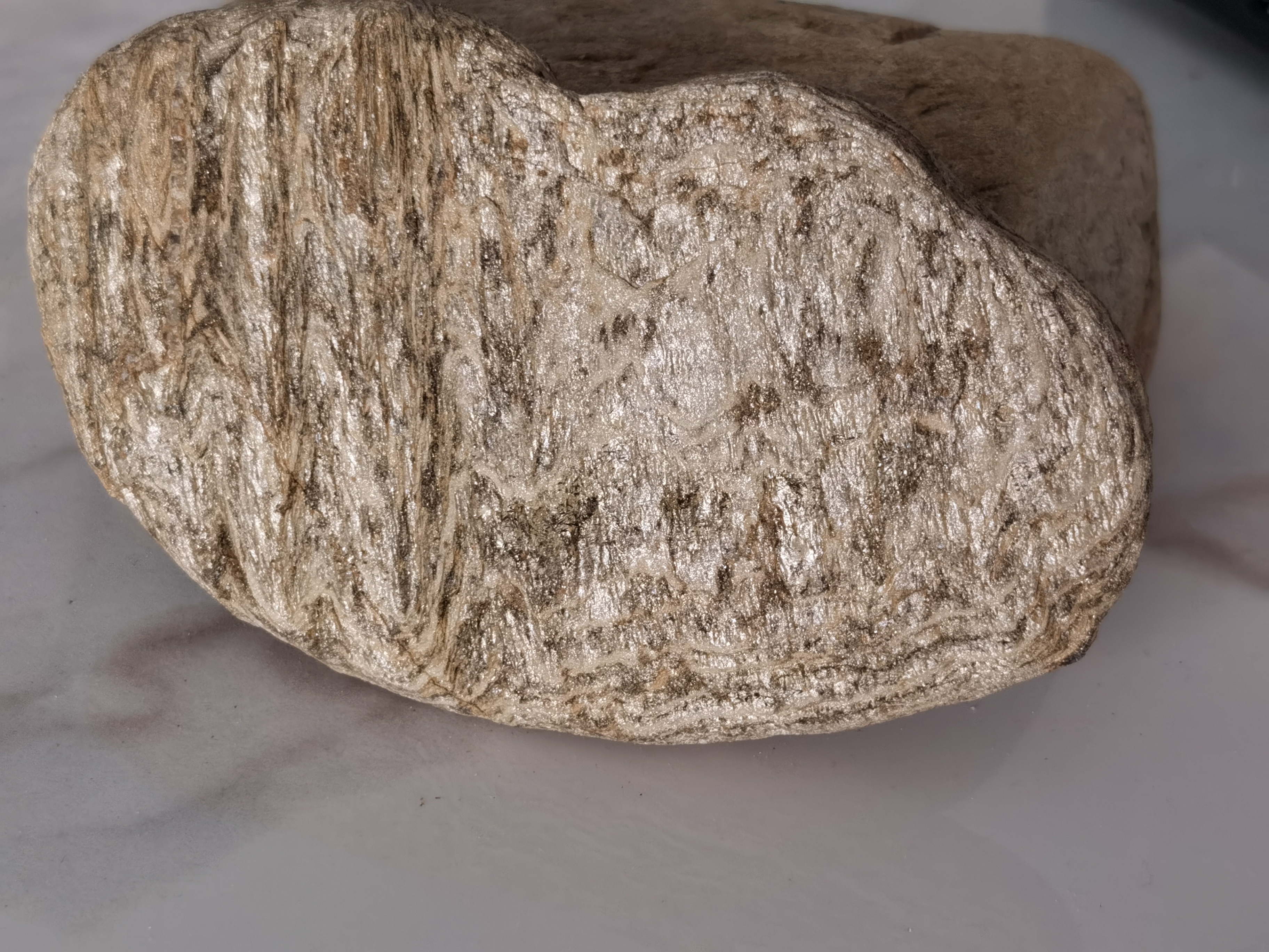 请问这是什么树的化石?