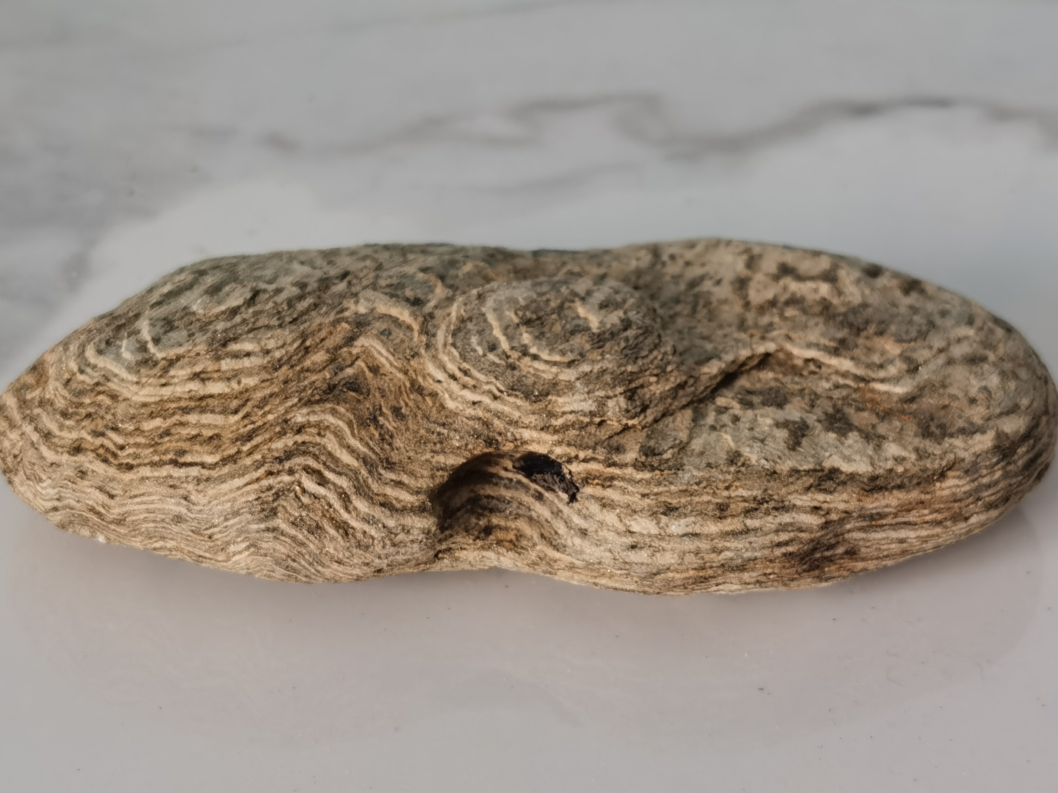 请问这是什么树的化石?