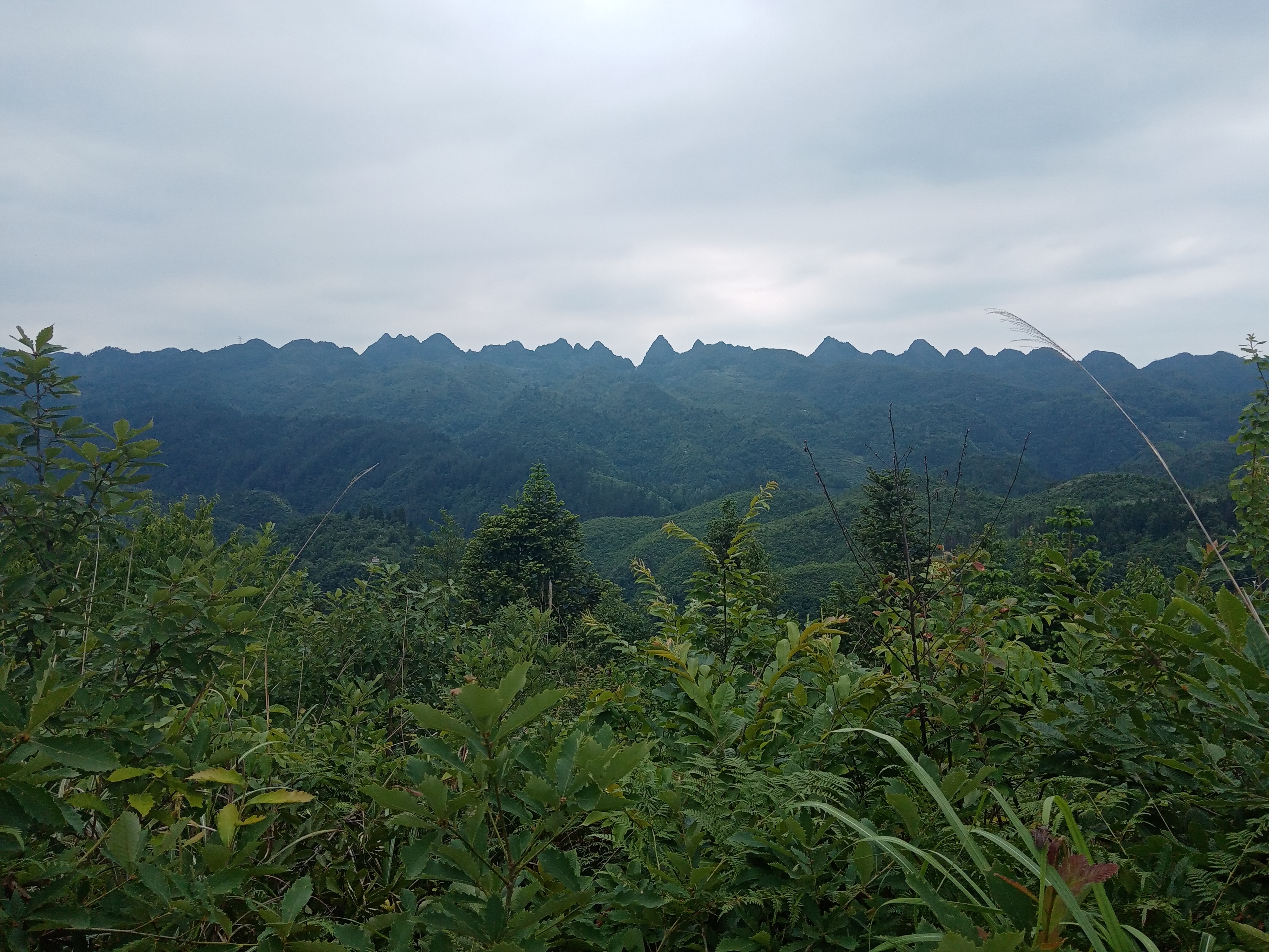 六月游织金城南凤凰山风景区