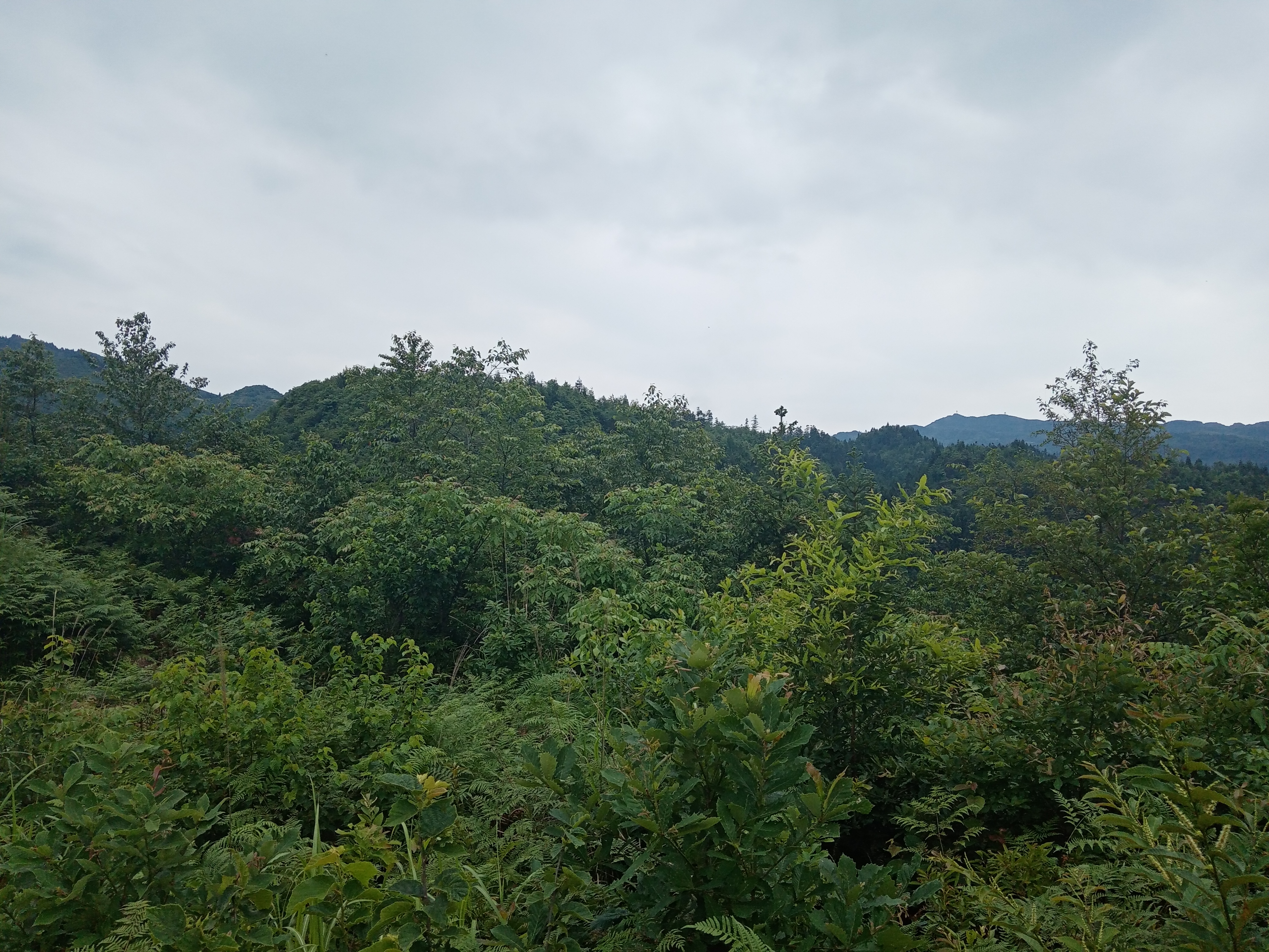 六月游织金城南凤凰山风景区