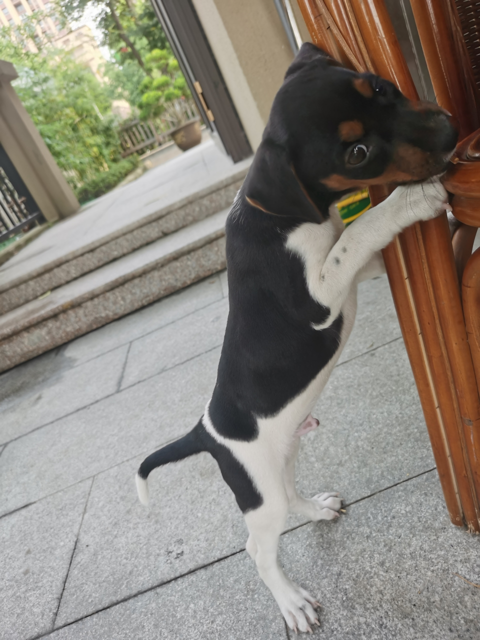 拆家从藤椅开始 海门猎犬一早就开始忙碌起来[捂脸]