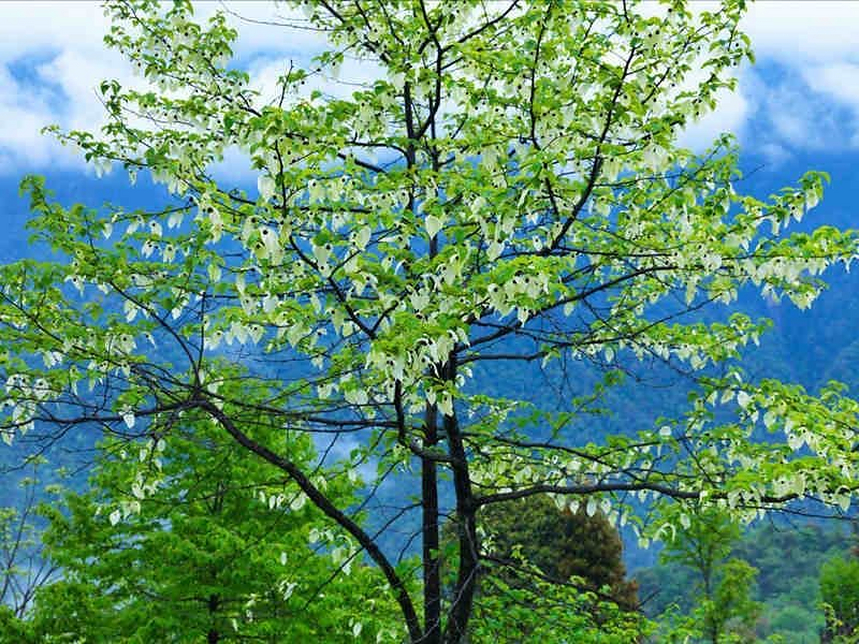 #知识# 中国鸽子树,又叫做珙桐,它是一种落叶乔木,主要生活在一千米到