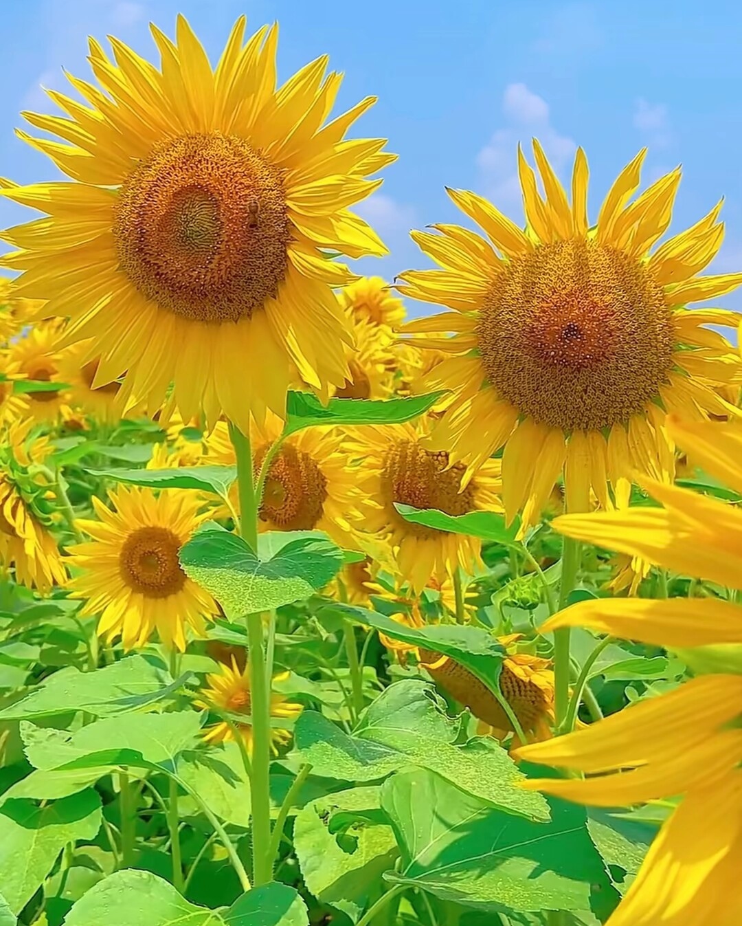 阳光下的花草美图图片