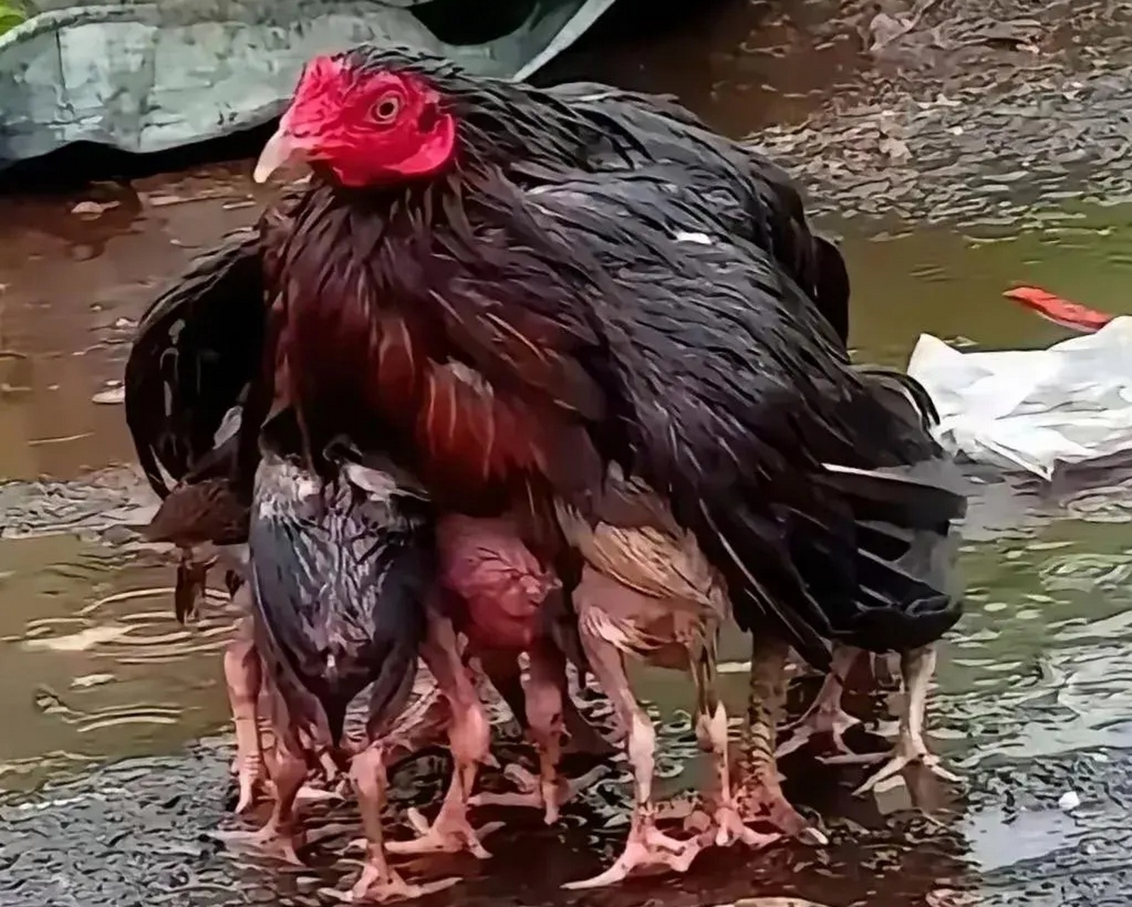 落汤鸡,它的由来,你知道吗?