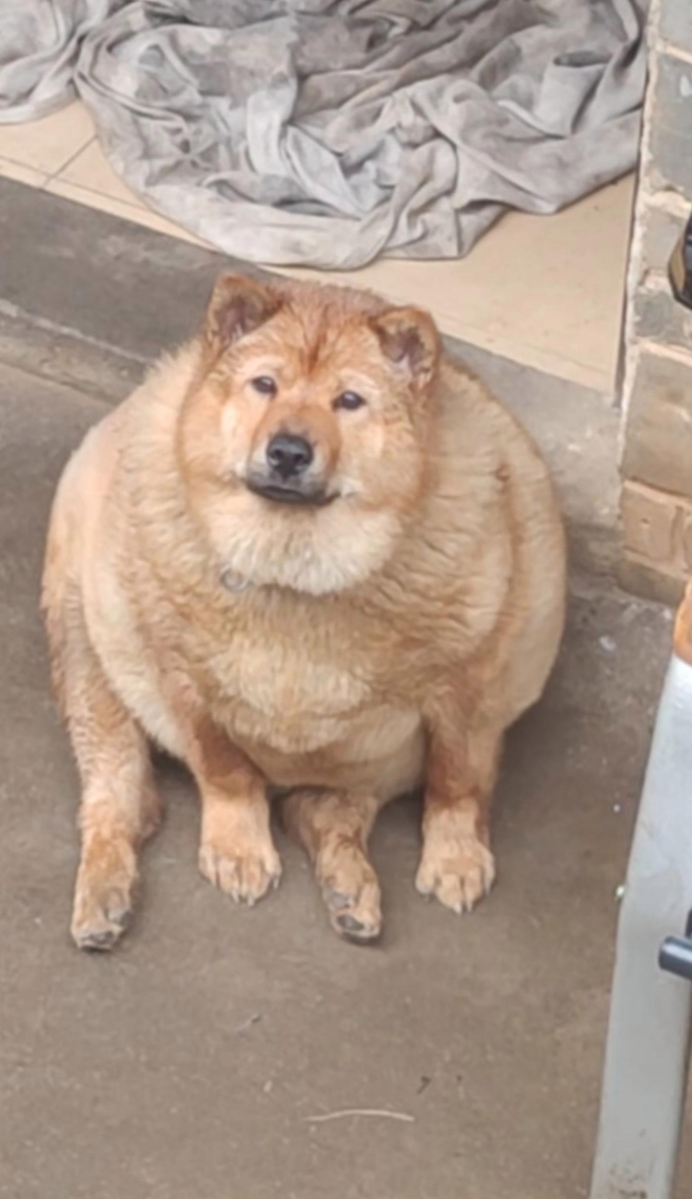 妹妹精心饲养着几只小鸡,它们叽叽喳喳,活泼可爱.