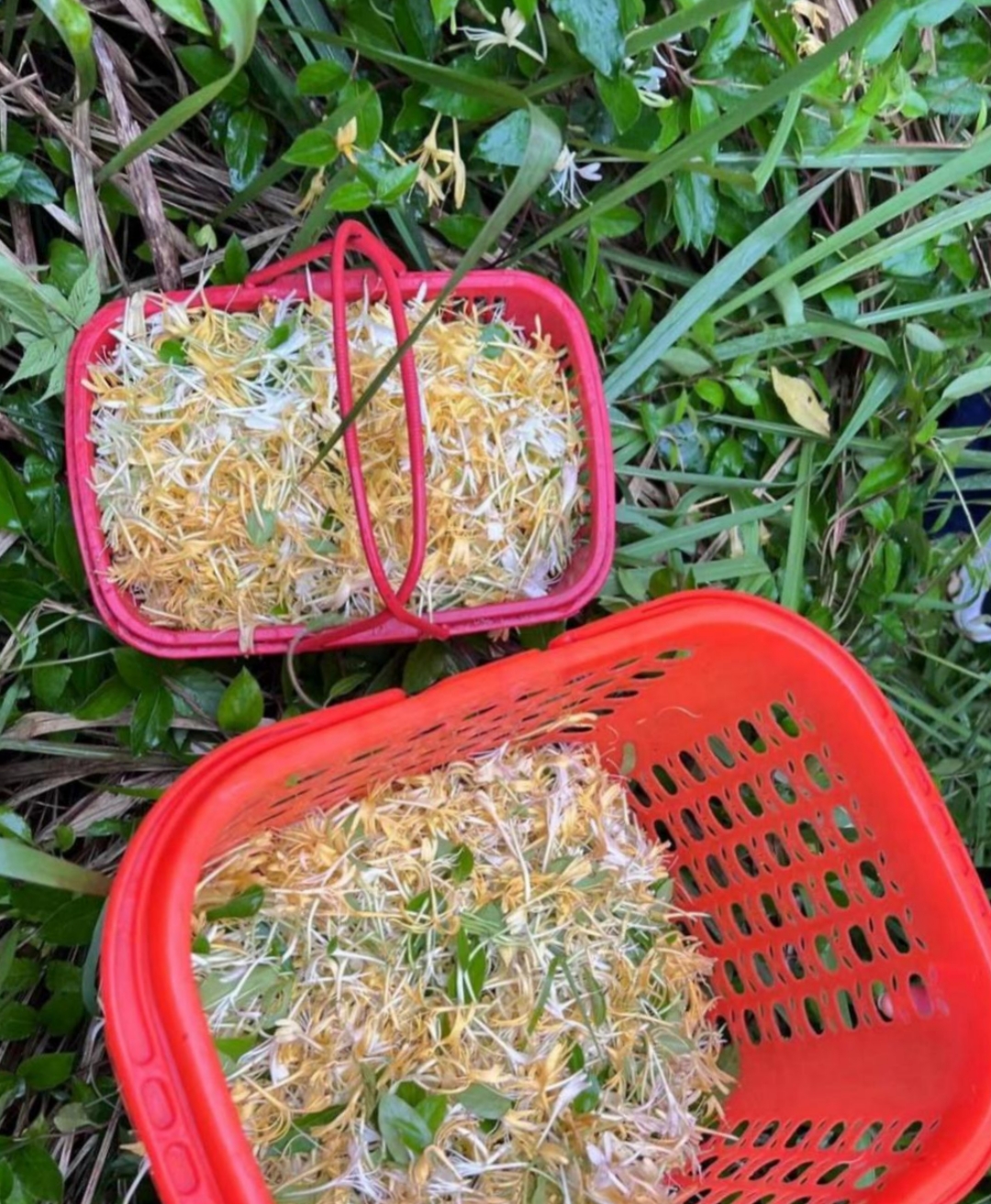 眼前这一大片白茫茫的都是金银花啊!有需求的朋友们赶快过来采摘吧!