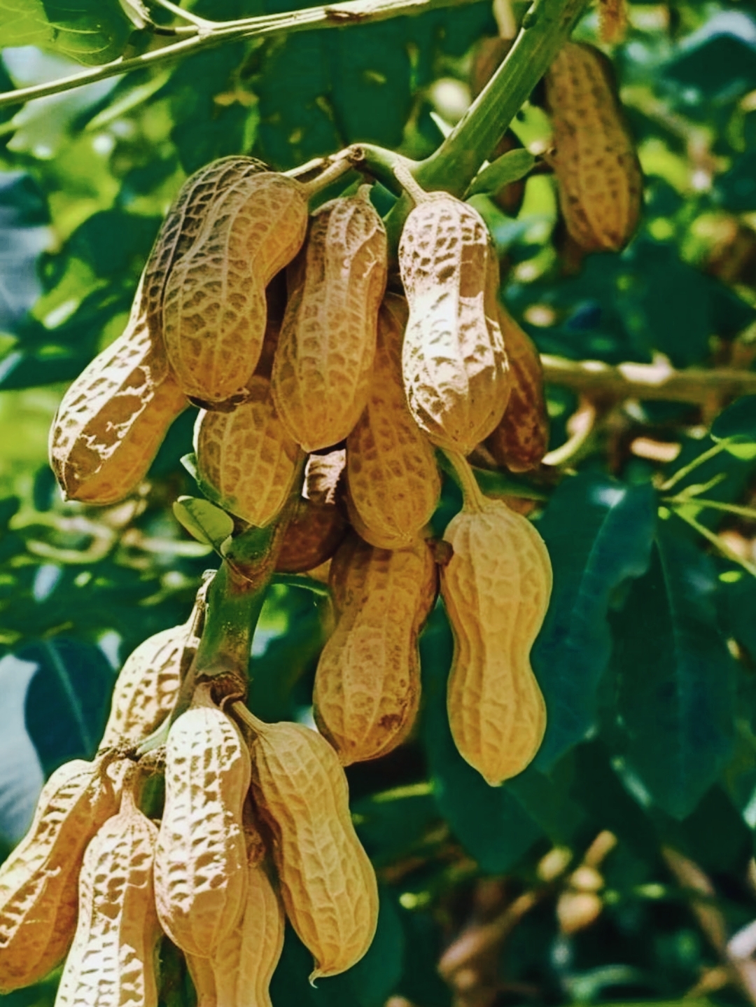 田野里的花生树,看着就美,一串串花生随风摇曳,想知道这是哪里买的
