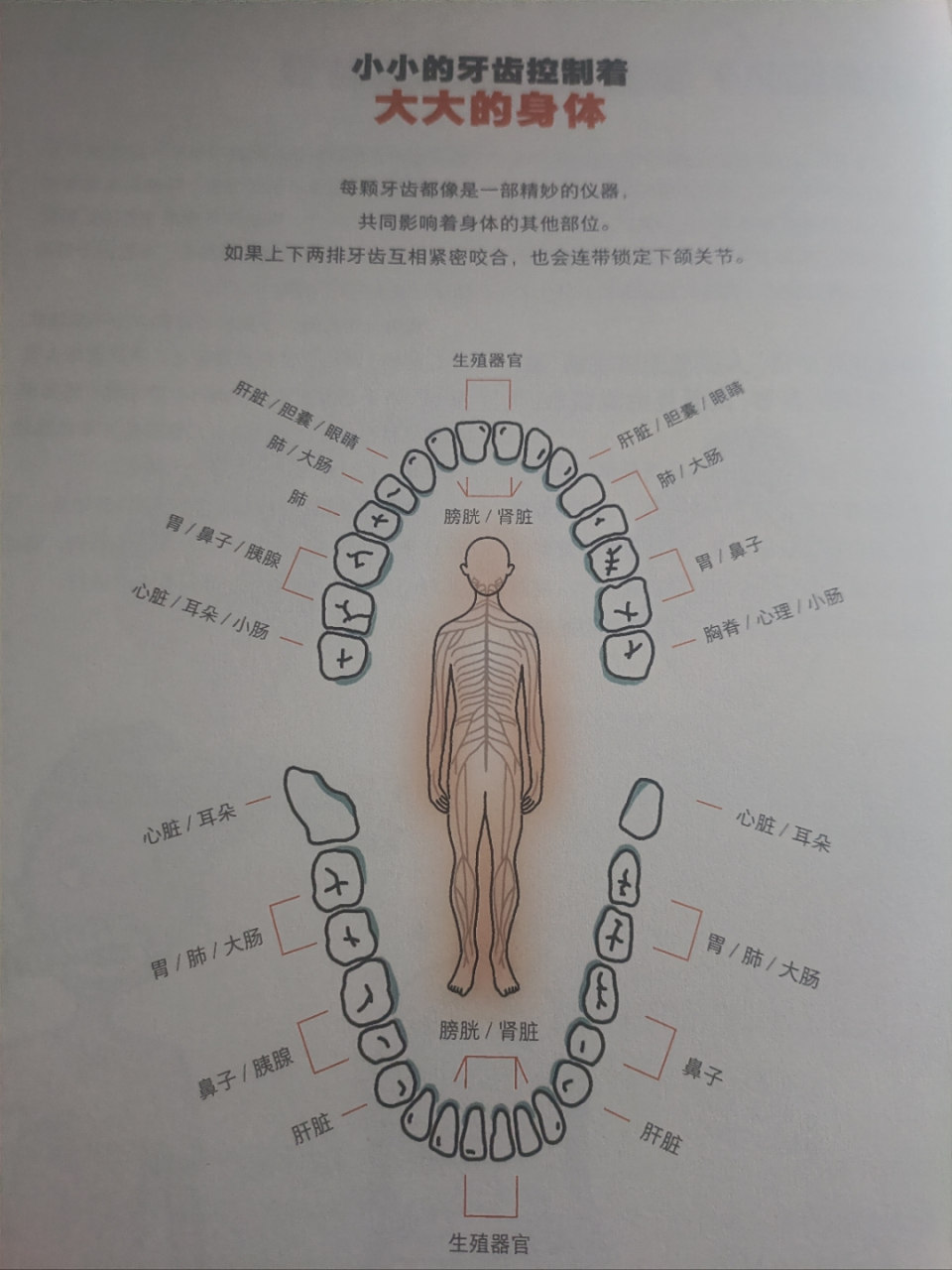每一颗牙齿所对应的人体器官你知道么?