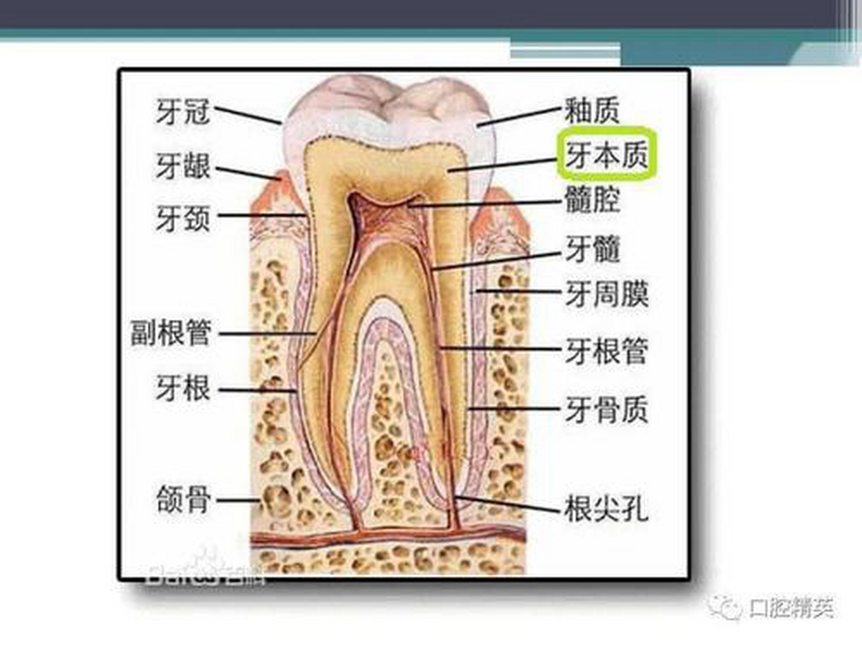 牙齿的名称图解图片