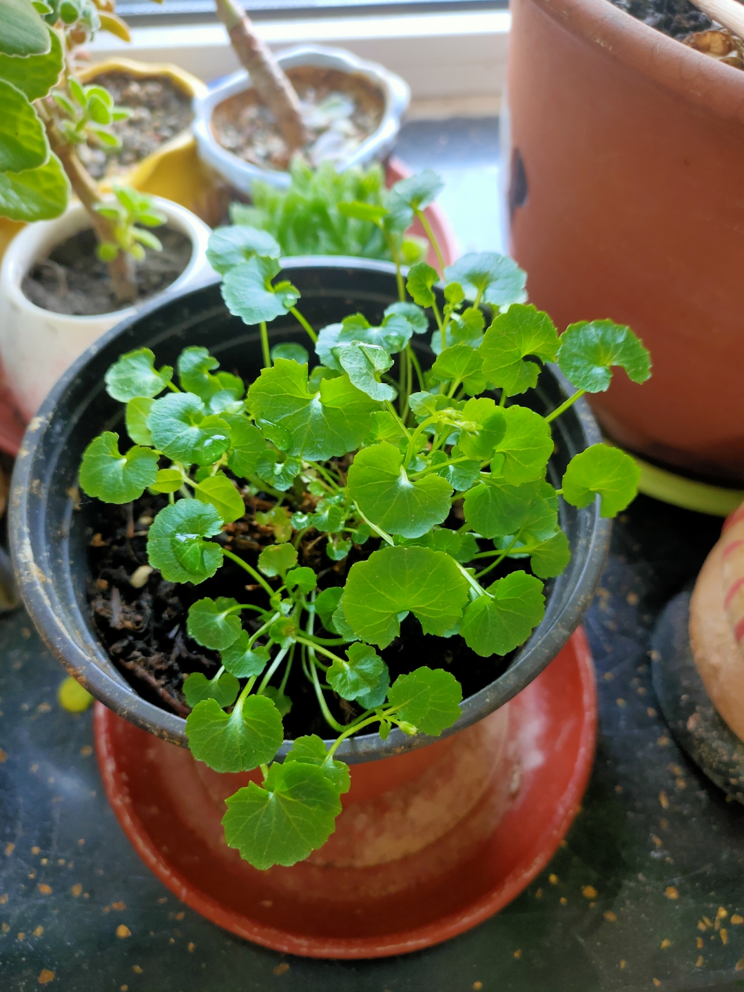 丹麦风铃草花苞枯萎图片