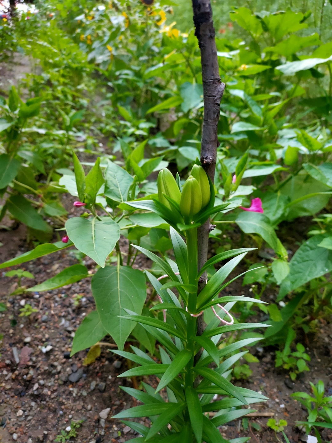 大红百合花苞图片图片