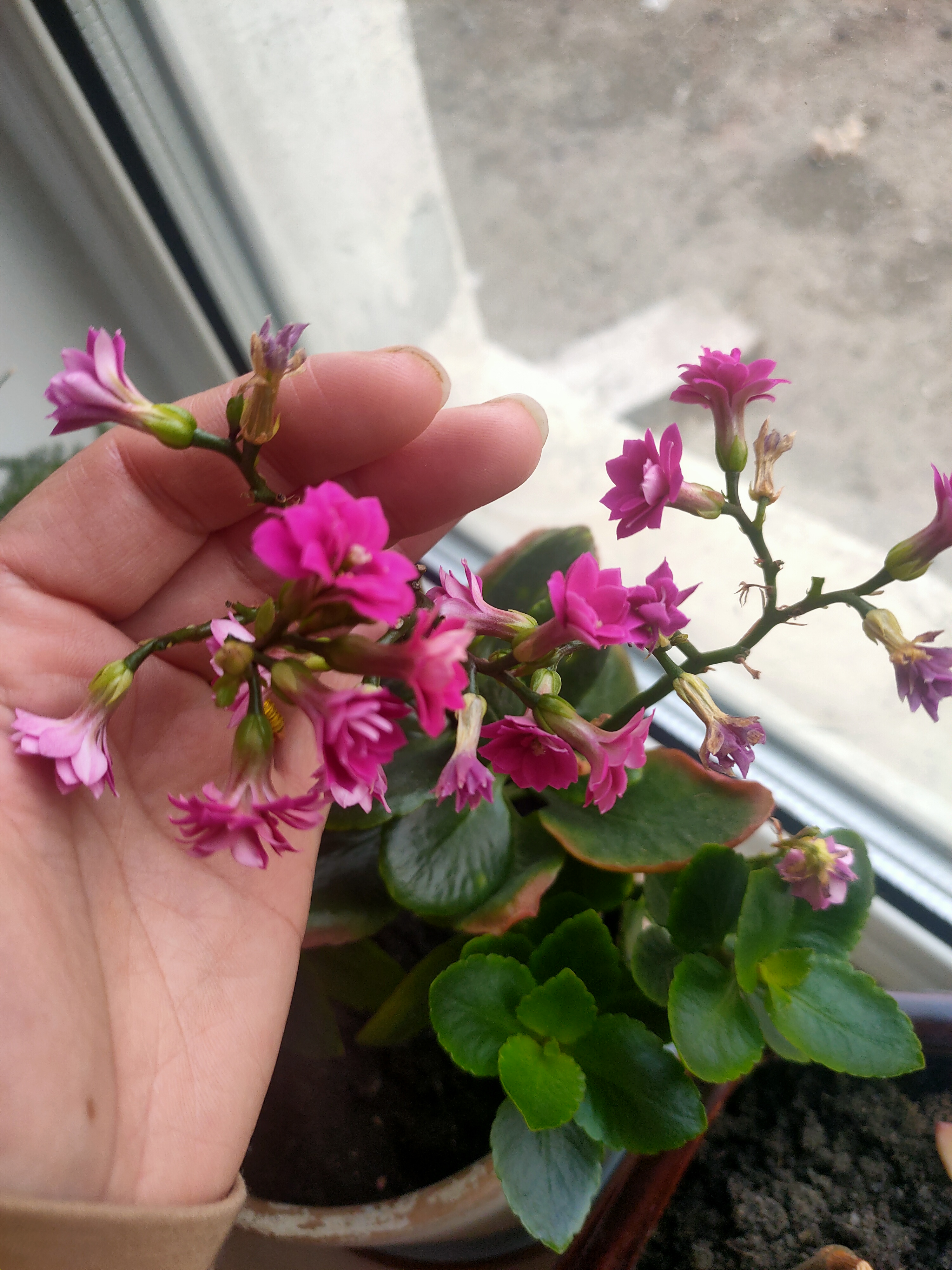 这个玫红色三角梅也开花很久了,颜色挺好,没怎么上肥,花朵有点小.