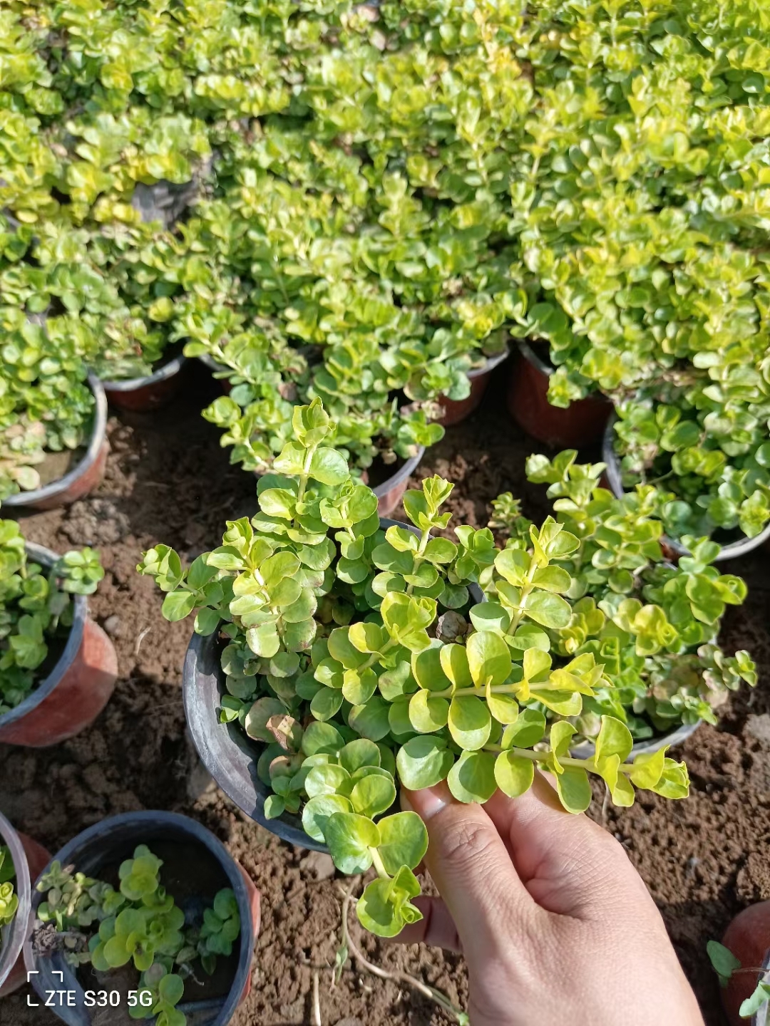 金叶过路黄,长势不错哦 指尖上的绿意,园艺生活的诗意篇章  每一次