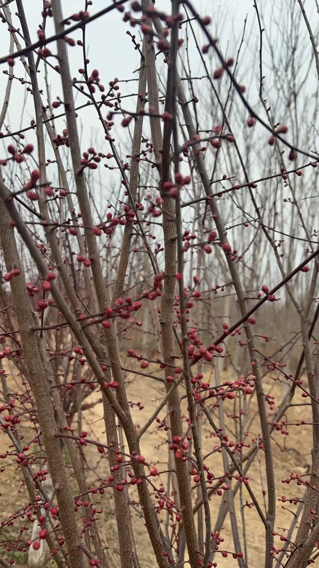 美人梅(学名:prunus × blireana meiren)是蔷薇科李属的落叶小乔木