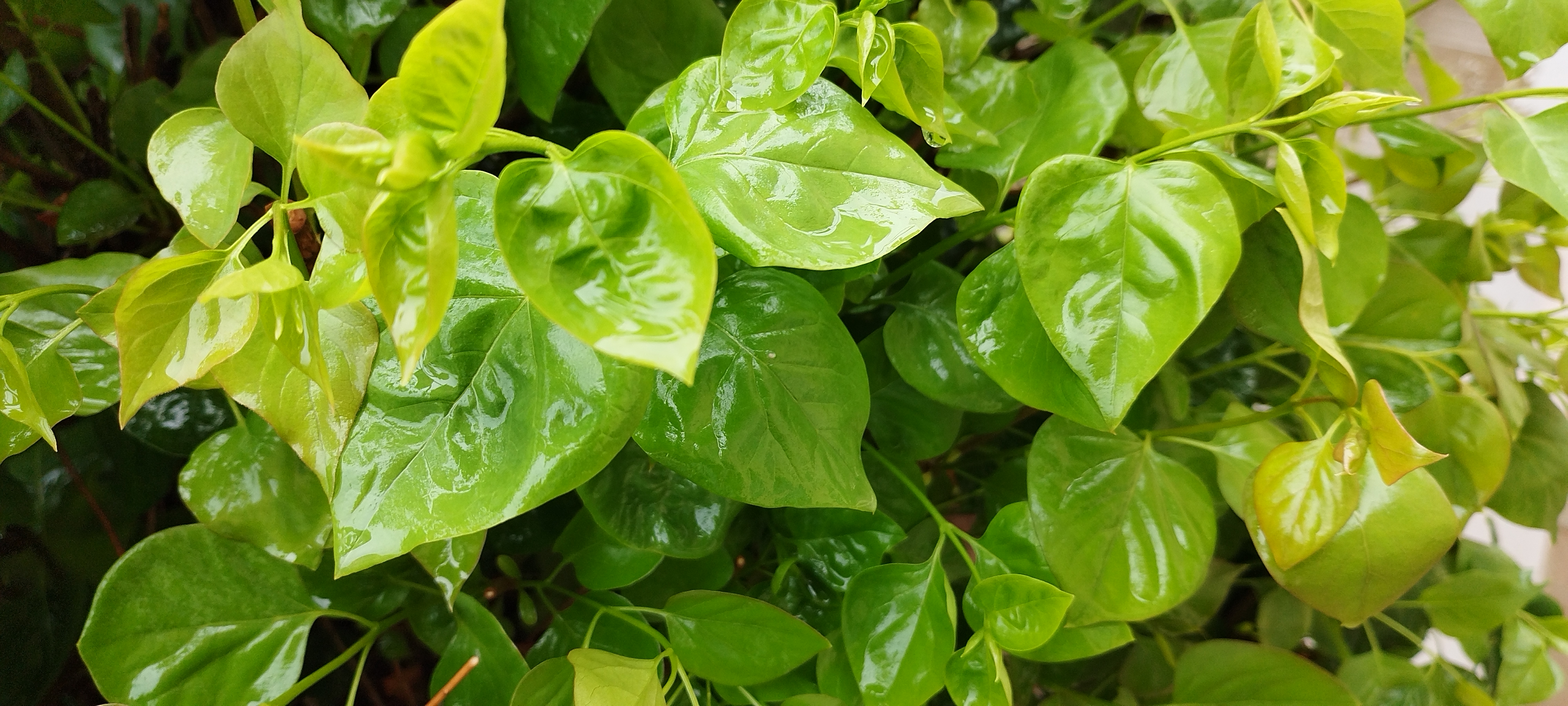 雨后的树叶图片