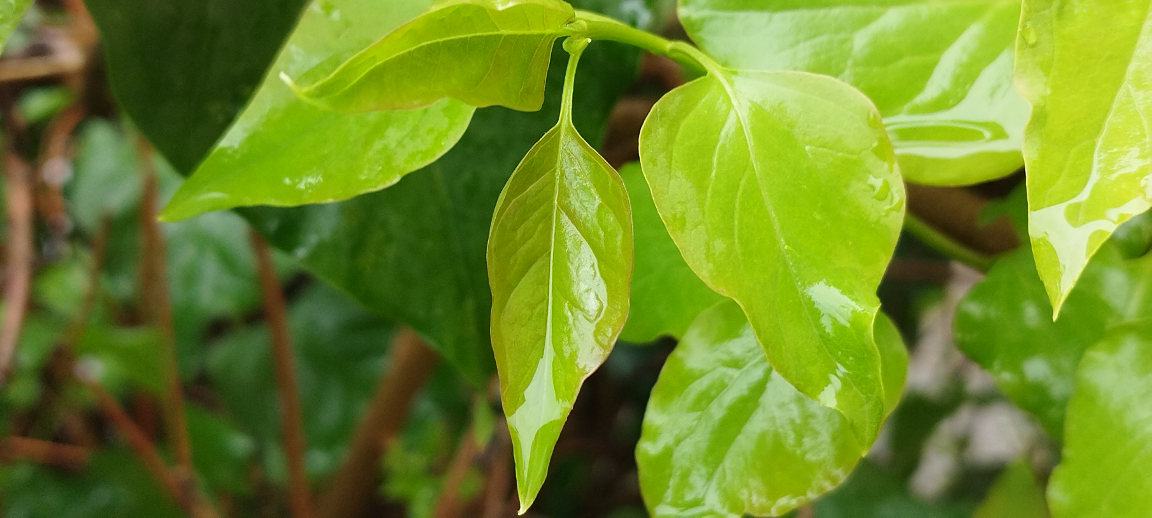 雨后的树叶图片