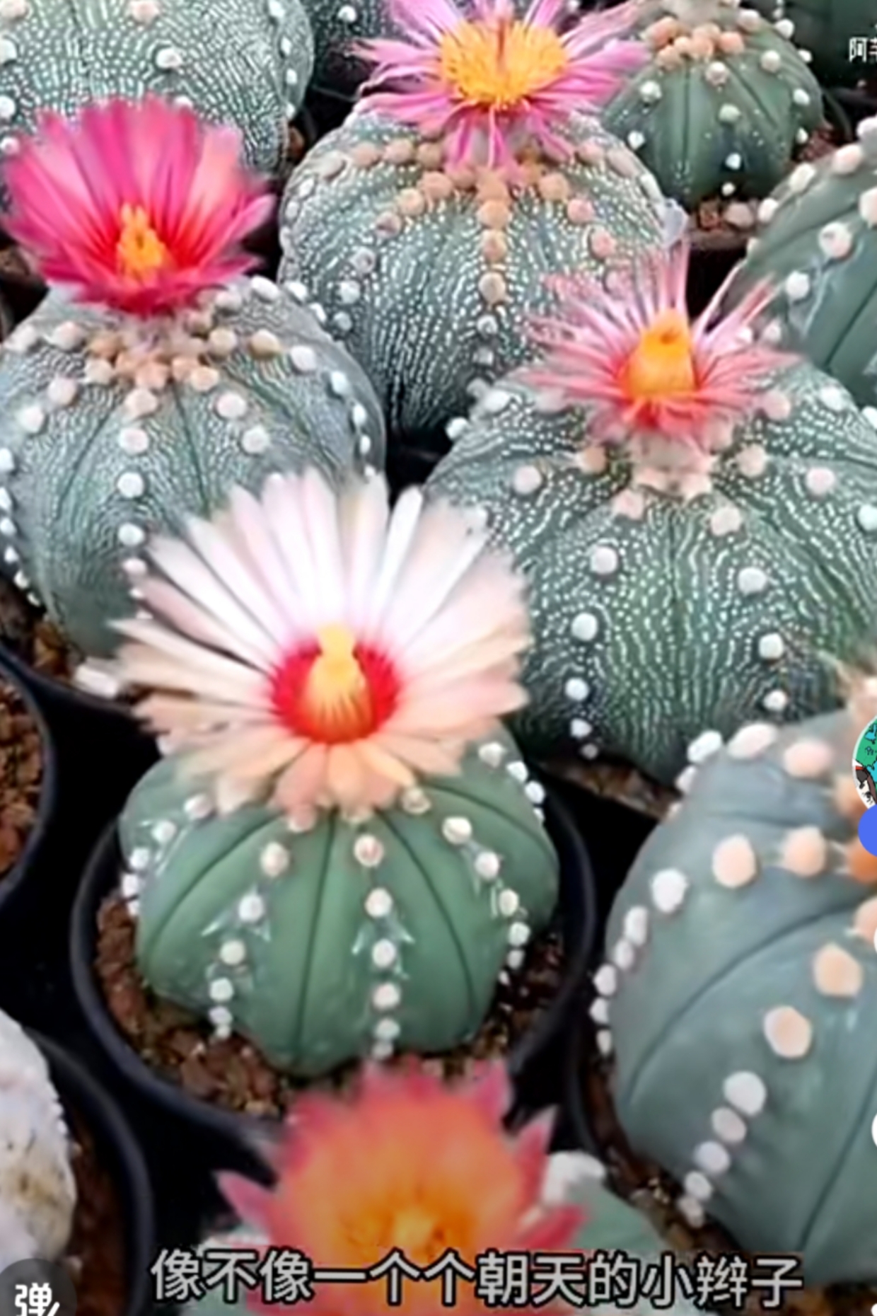 大千世界,无奇不有,亲看看这些奇怪的仙人掌,大家见过吗?